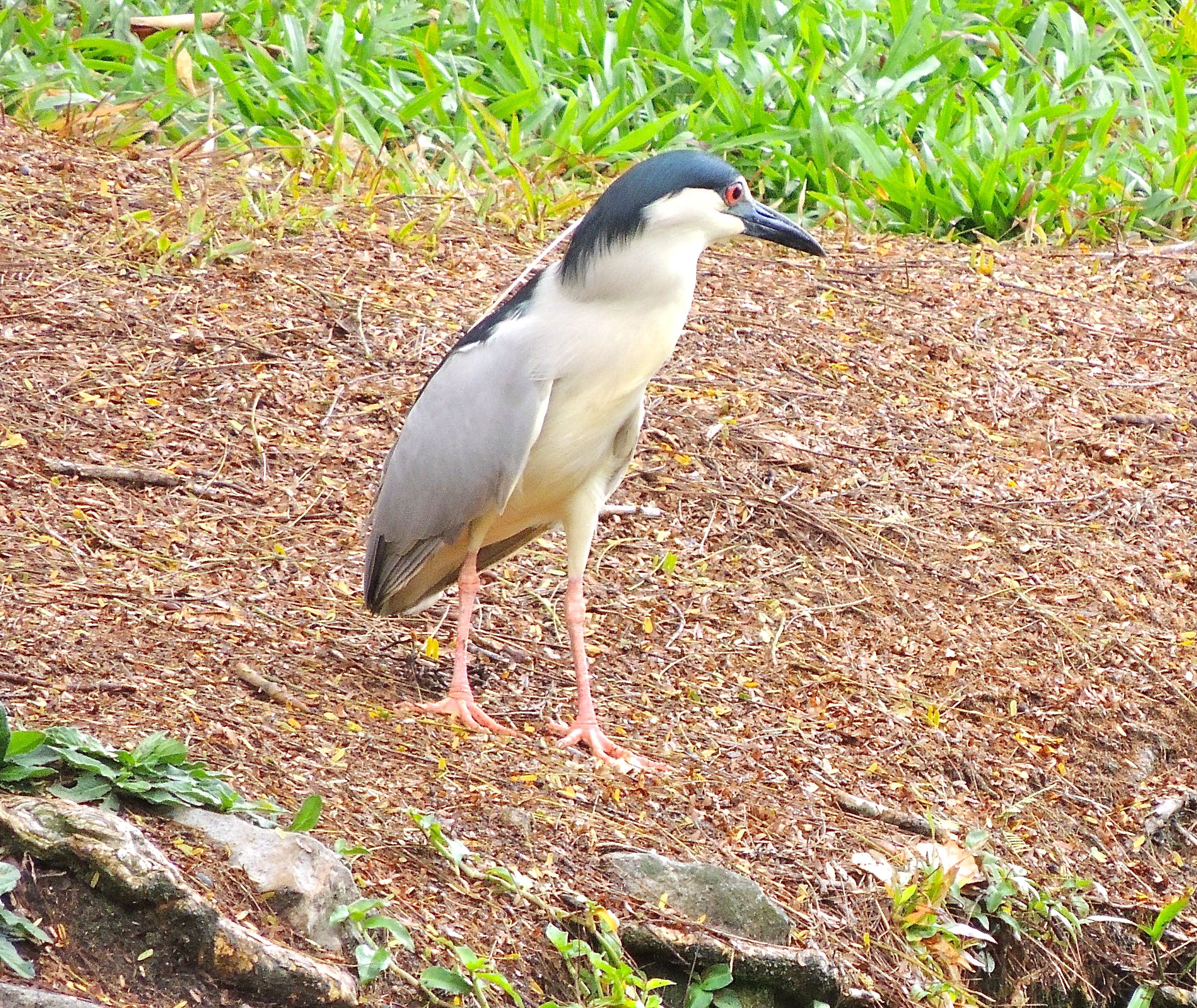 Black-crowned Night-Heron