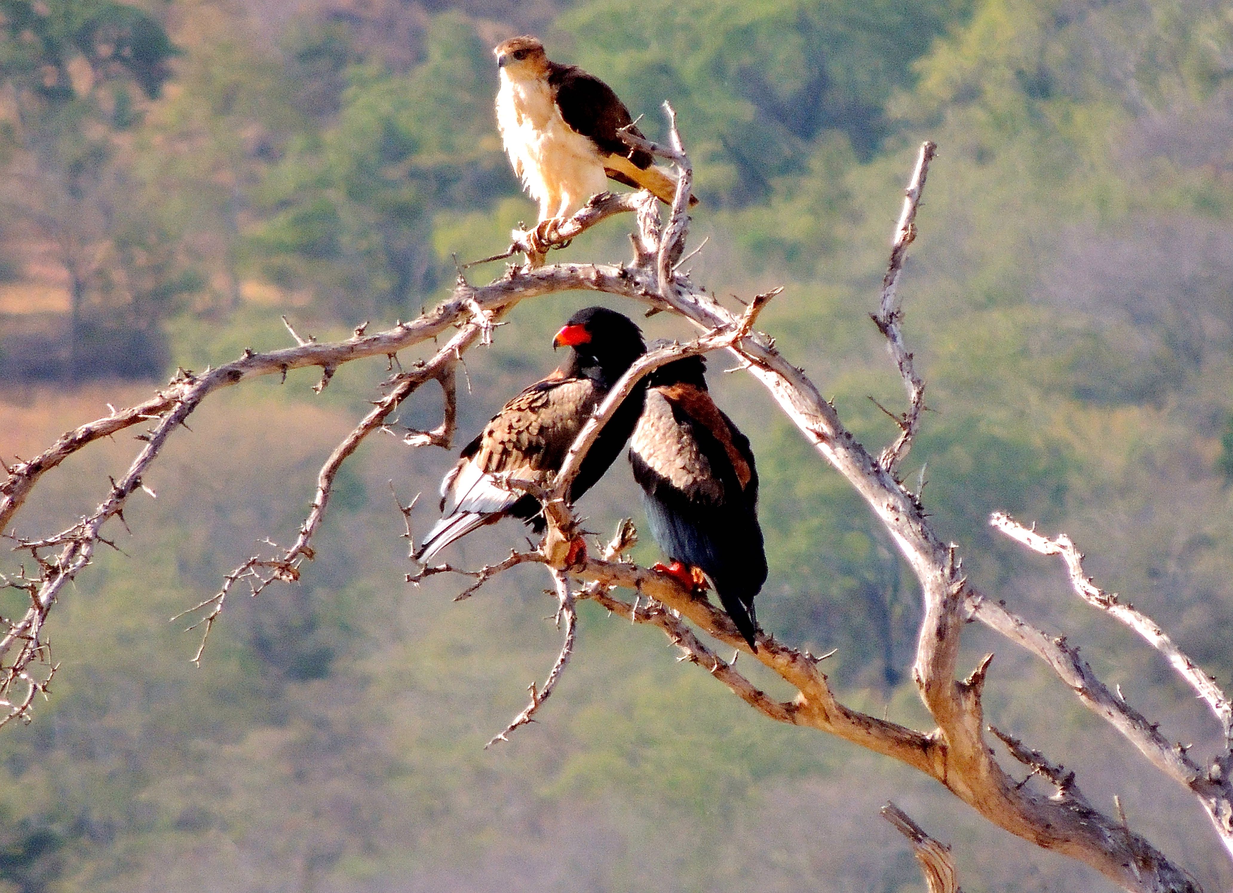 Snake-Eagle nd Bataleurs