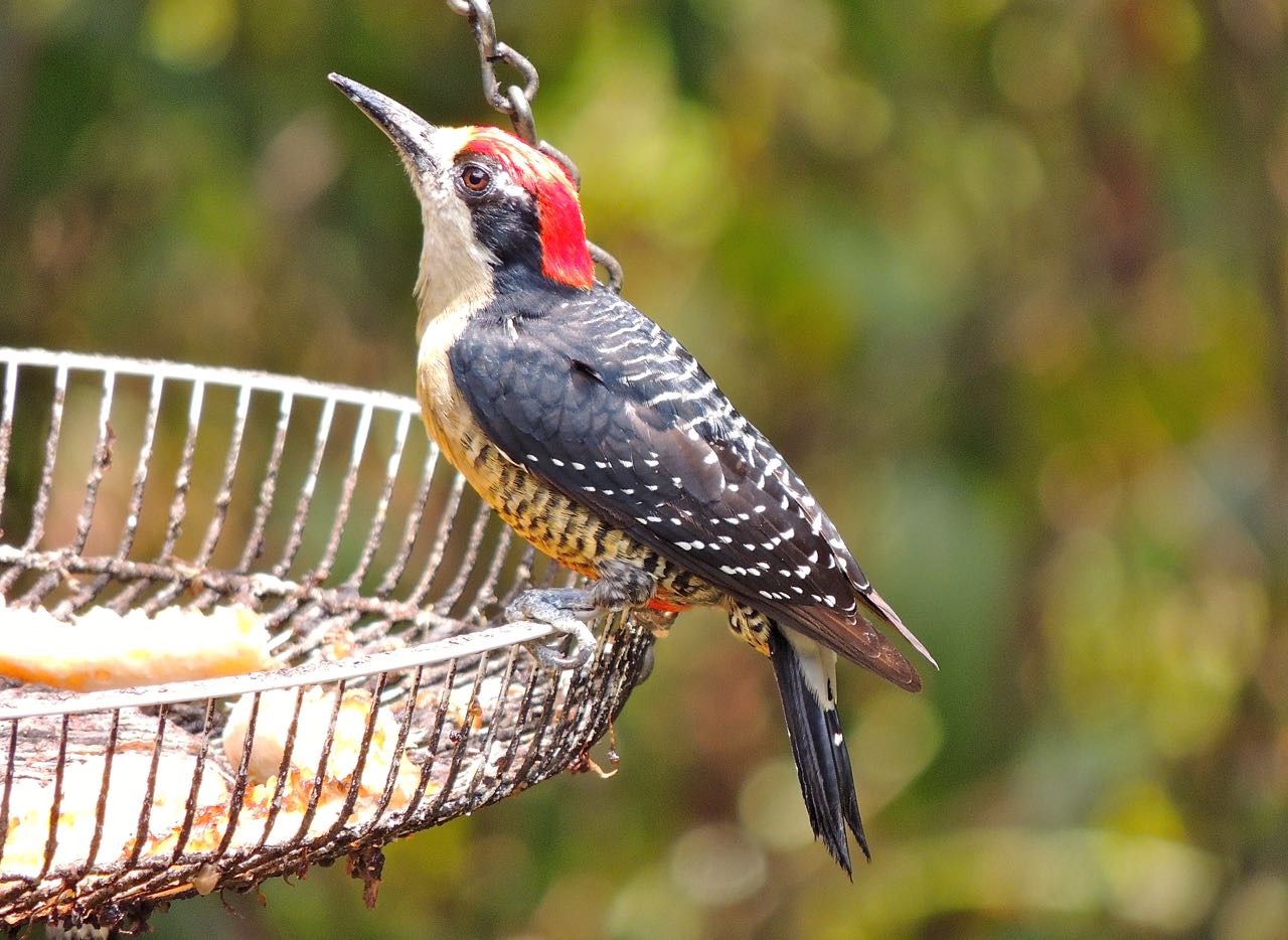 Black-cheeked Woodpecker