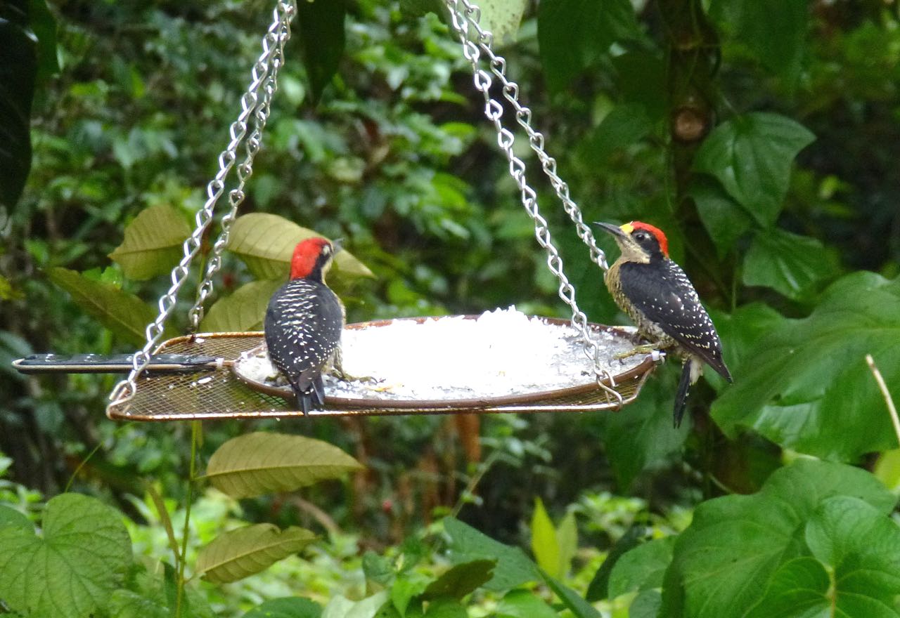 Black-cheeked Woodpecker