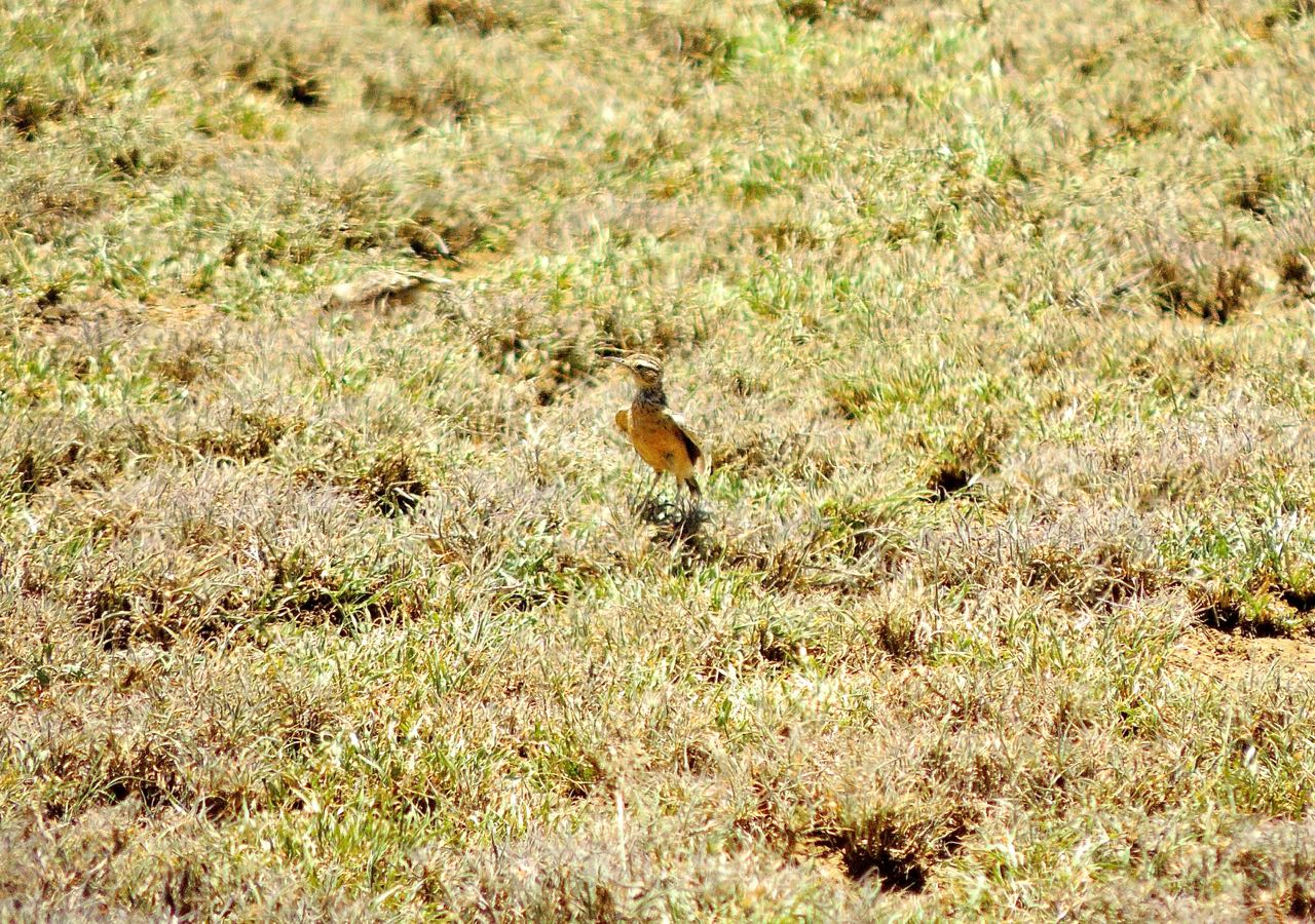 Beesley's Lark