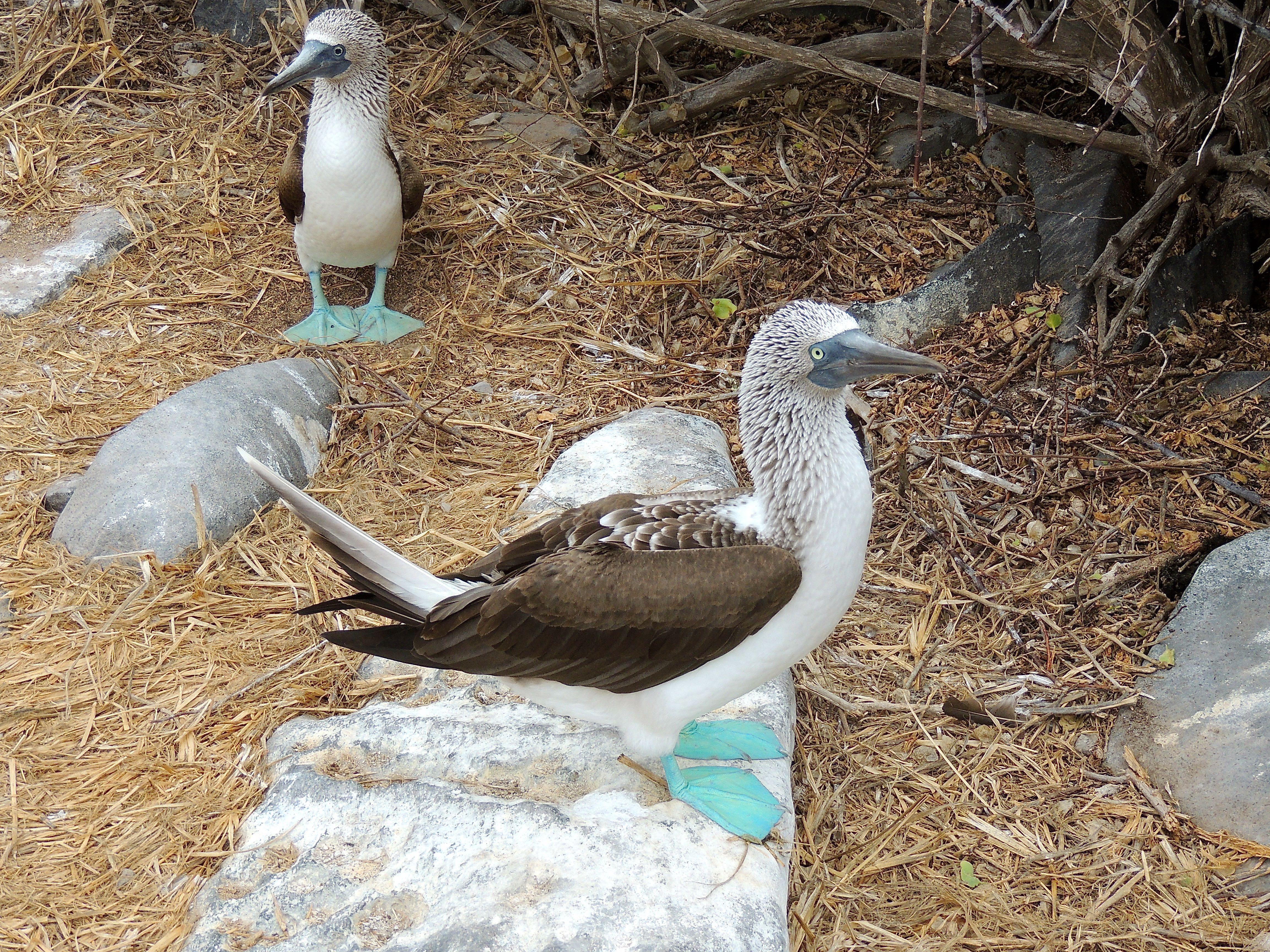 Blue-footed Boobies