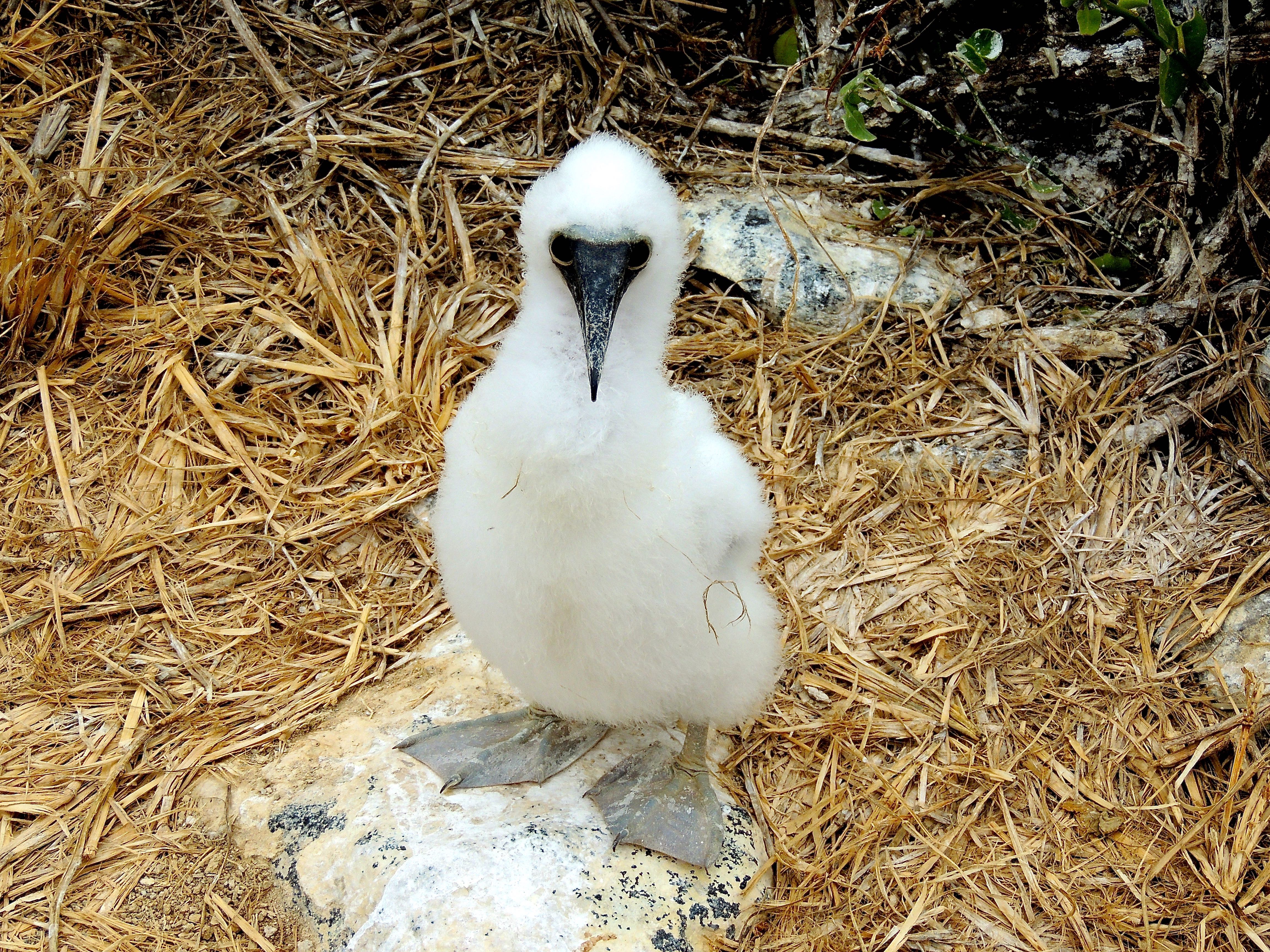 Blue-footed Booby Chick