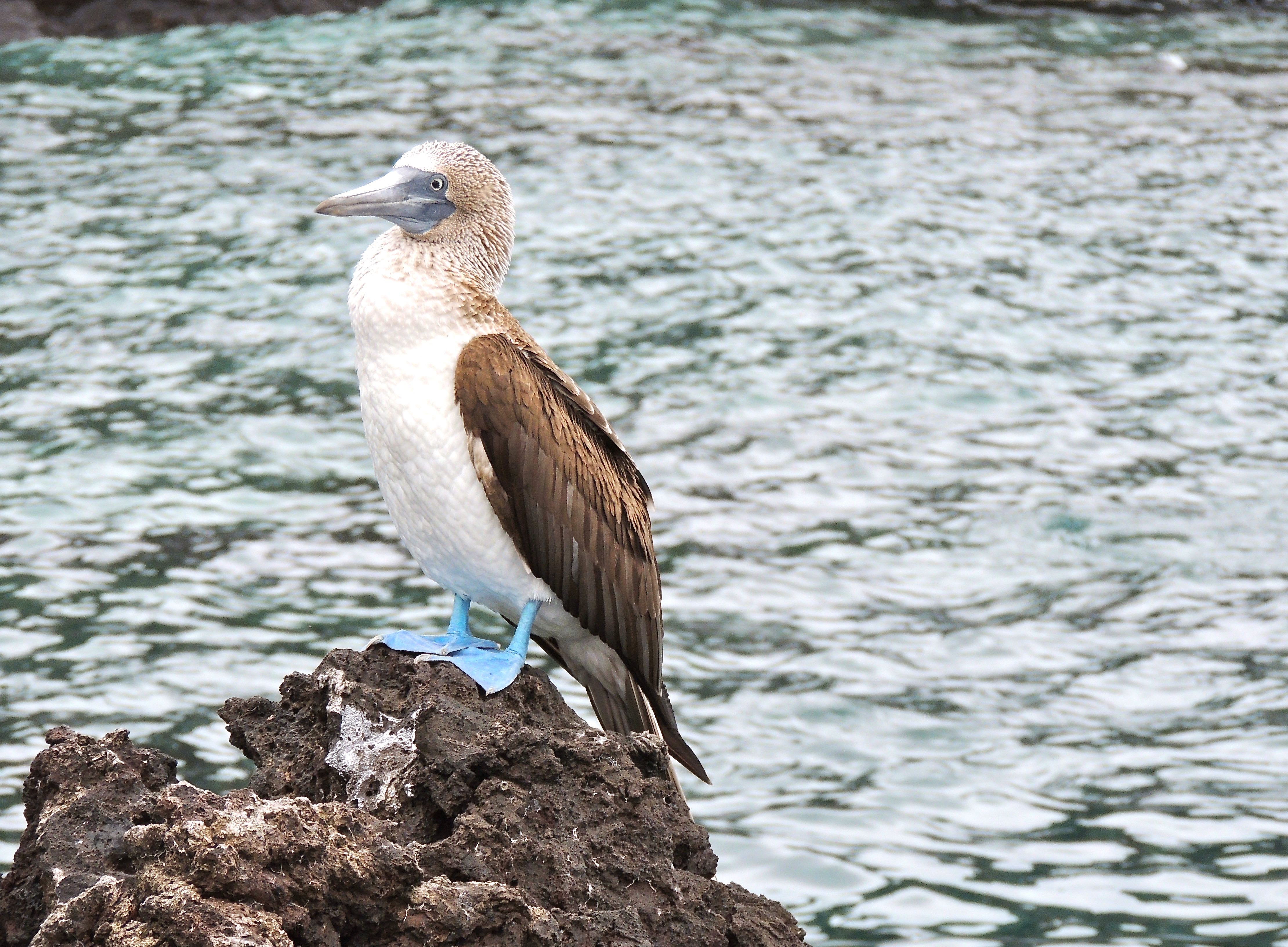 Blue-footed Booby