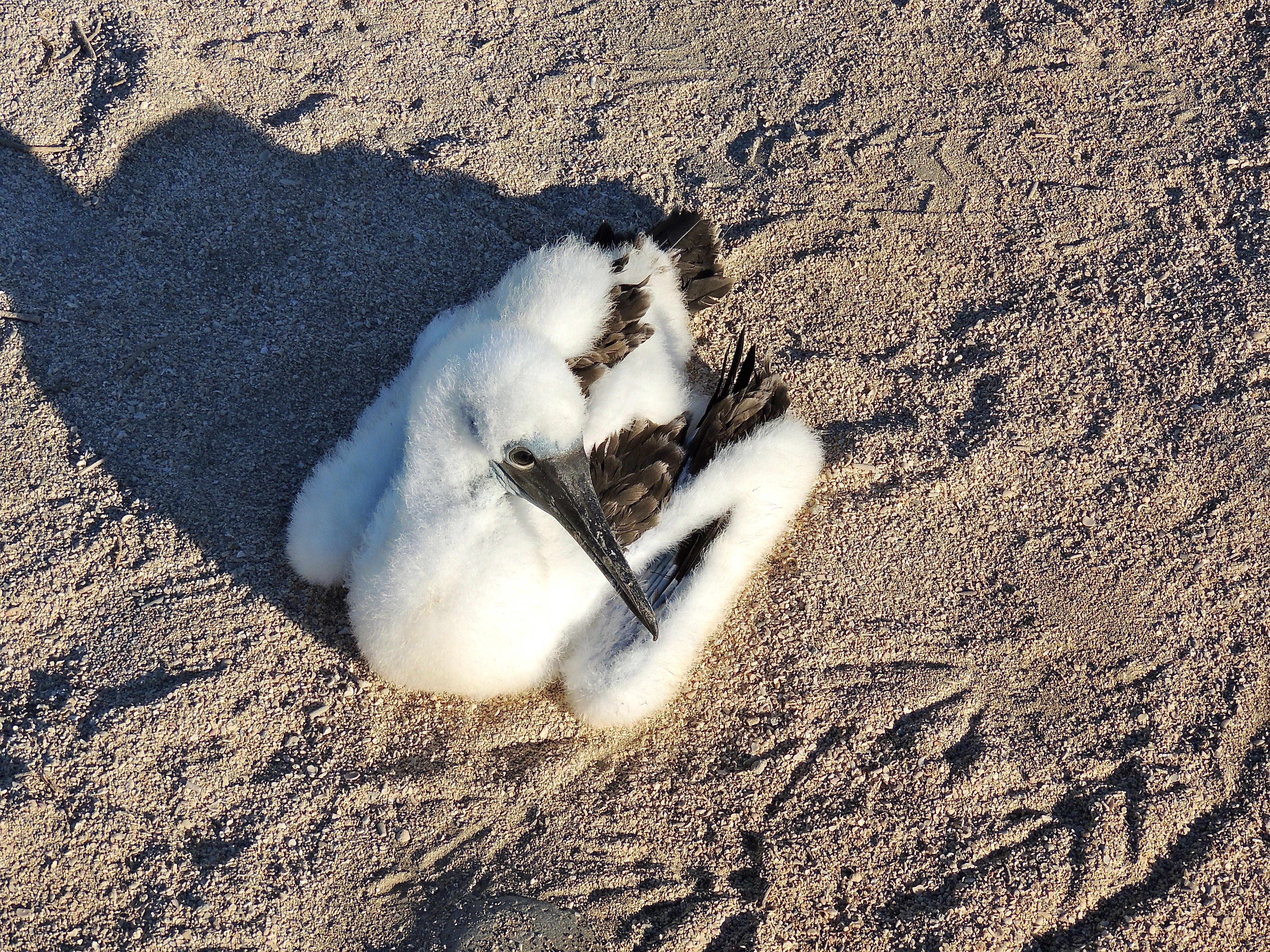 Blue-footed Booby