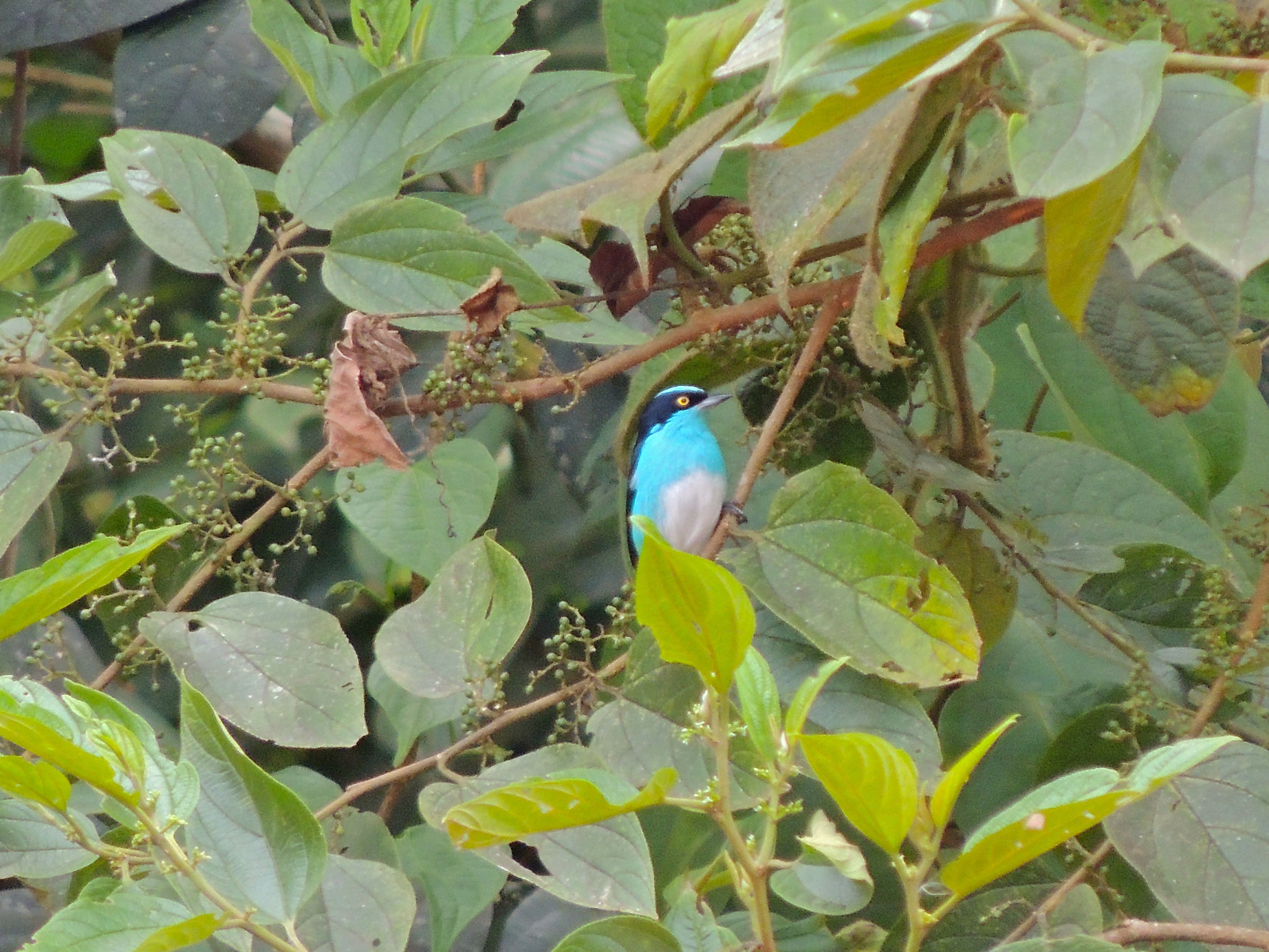 Black-faced Dacnis