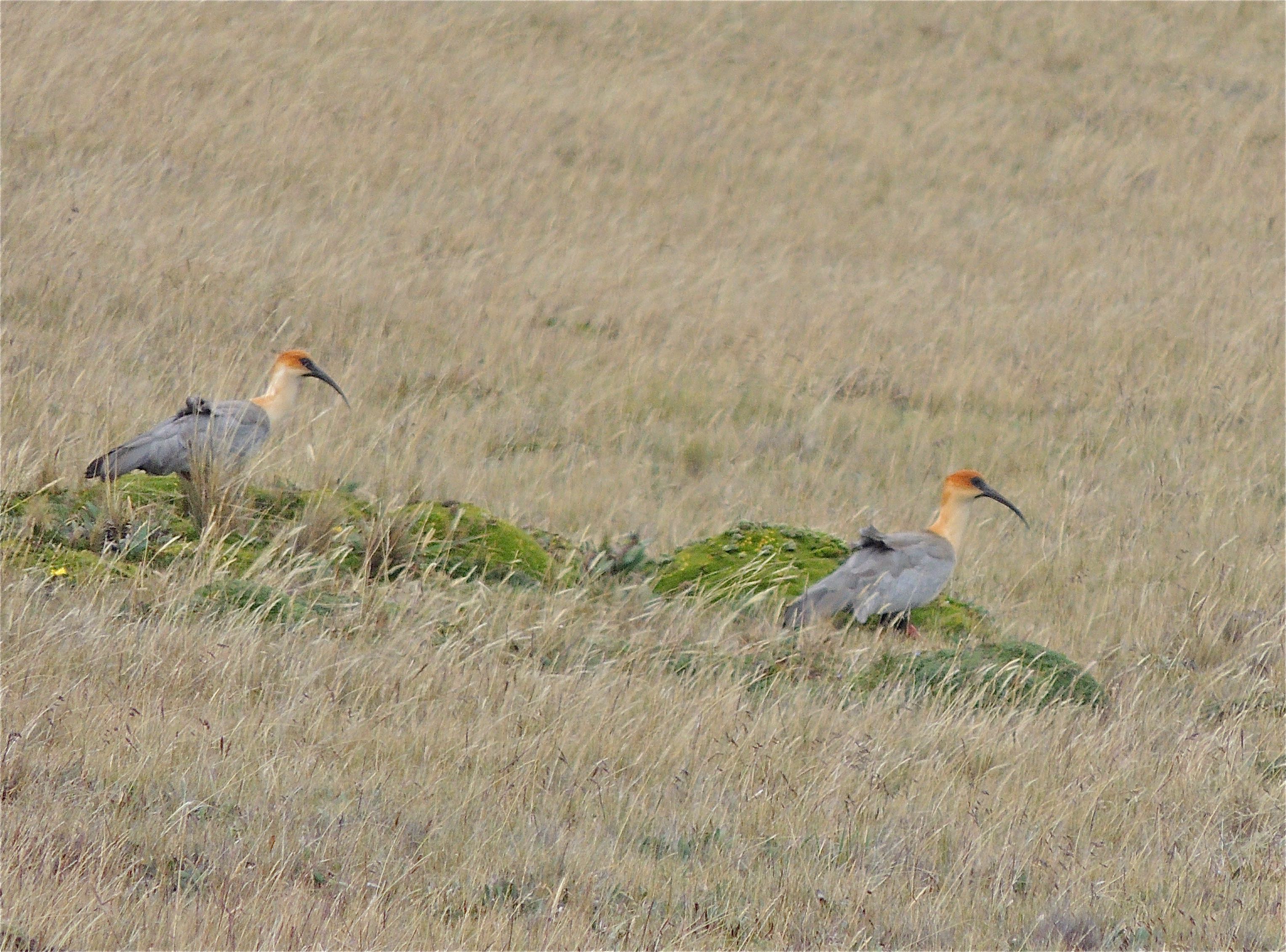 Black-faced Ibises