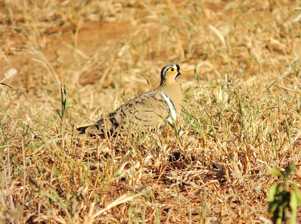 Black-faced Sandgrouse