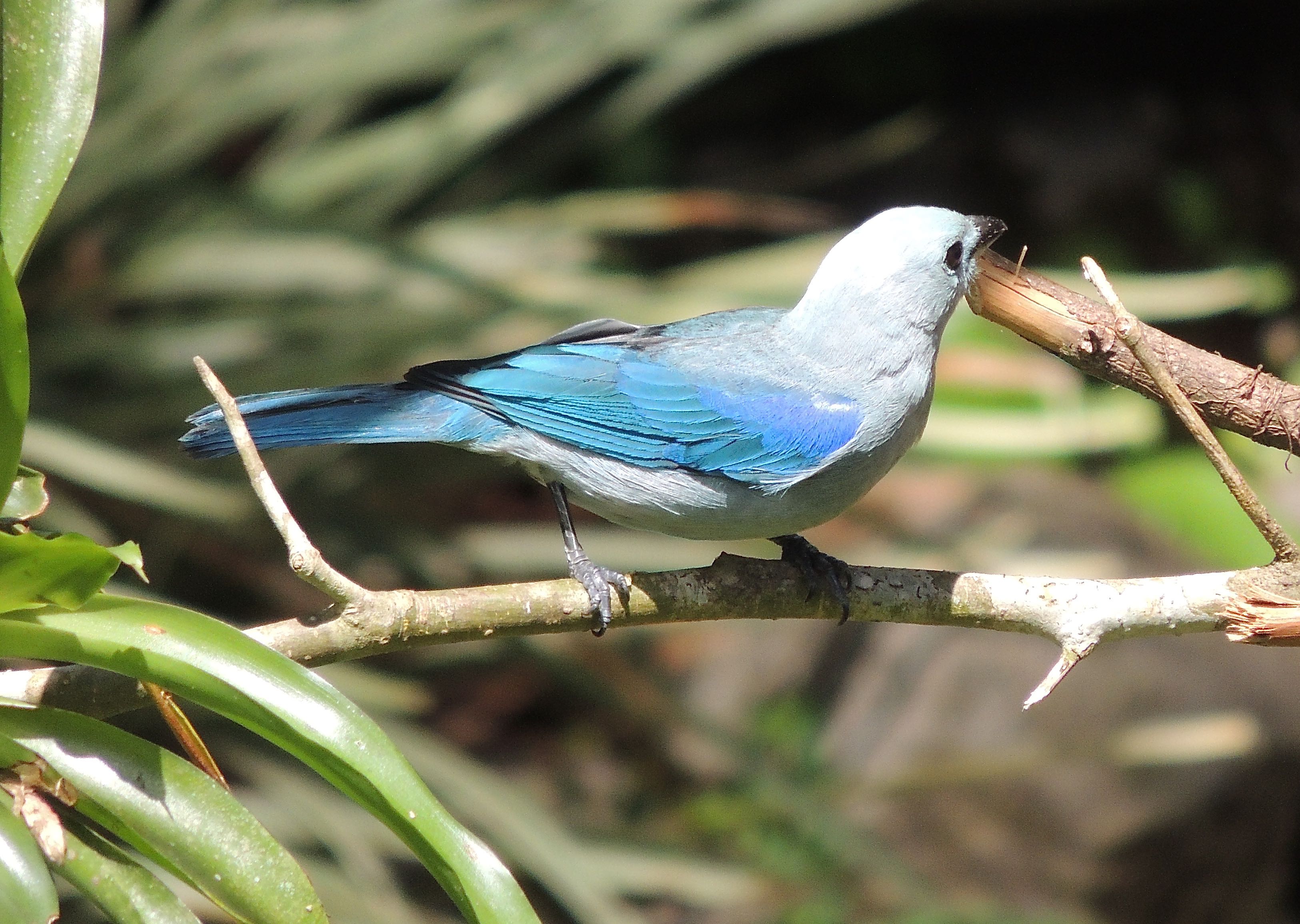 Blue-gray Tanager