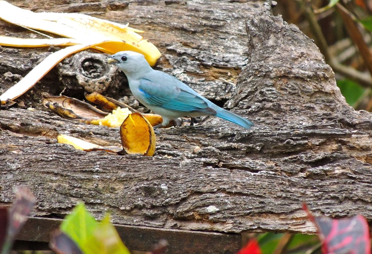 Blue-gray Tanager