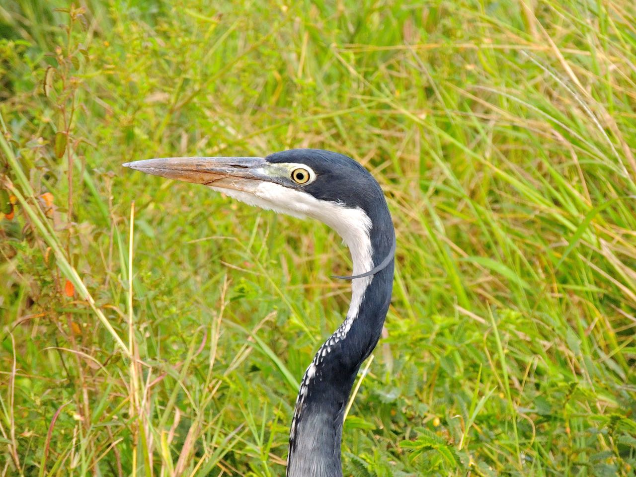 Black-headed Heron