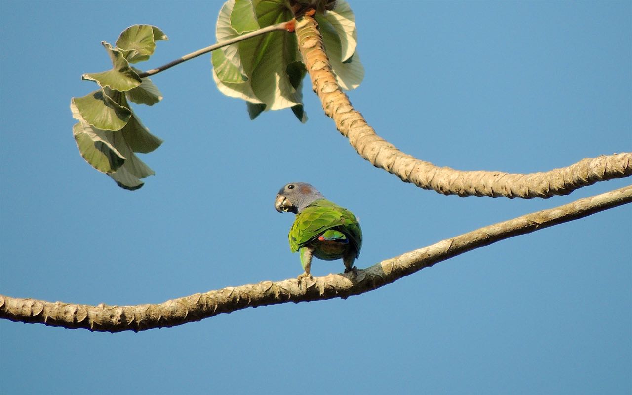 Blue-headed Parrot