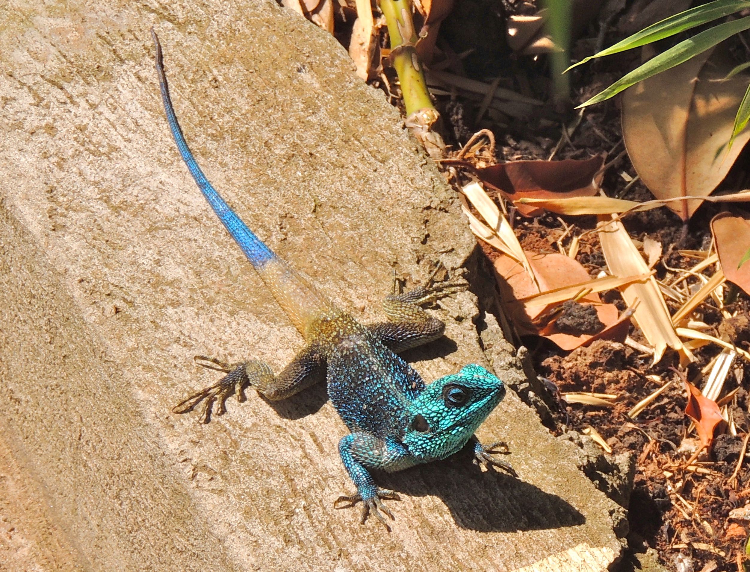 Blue-headed Tree Agama