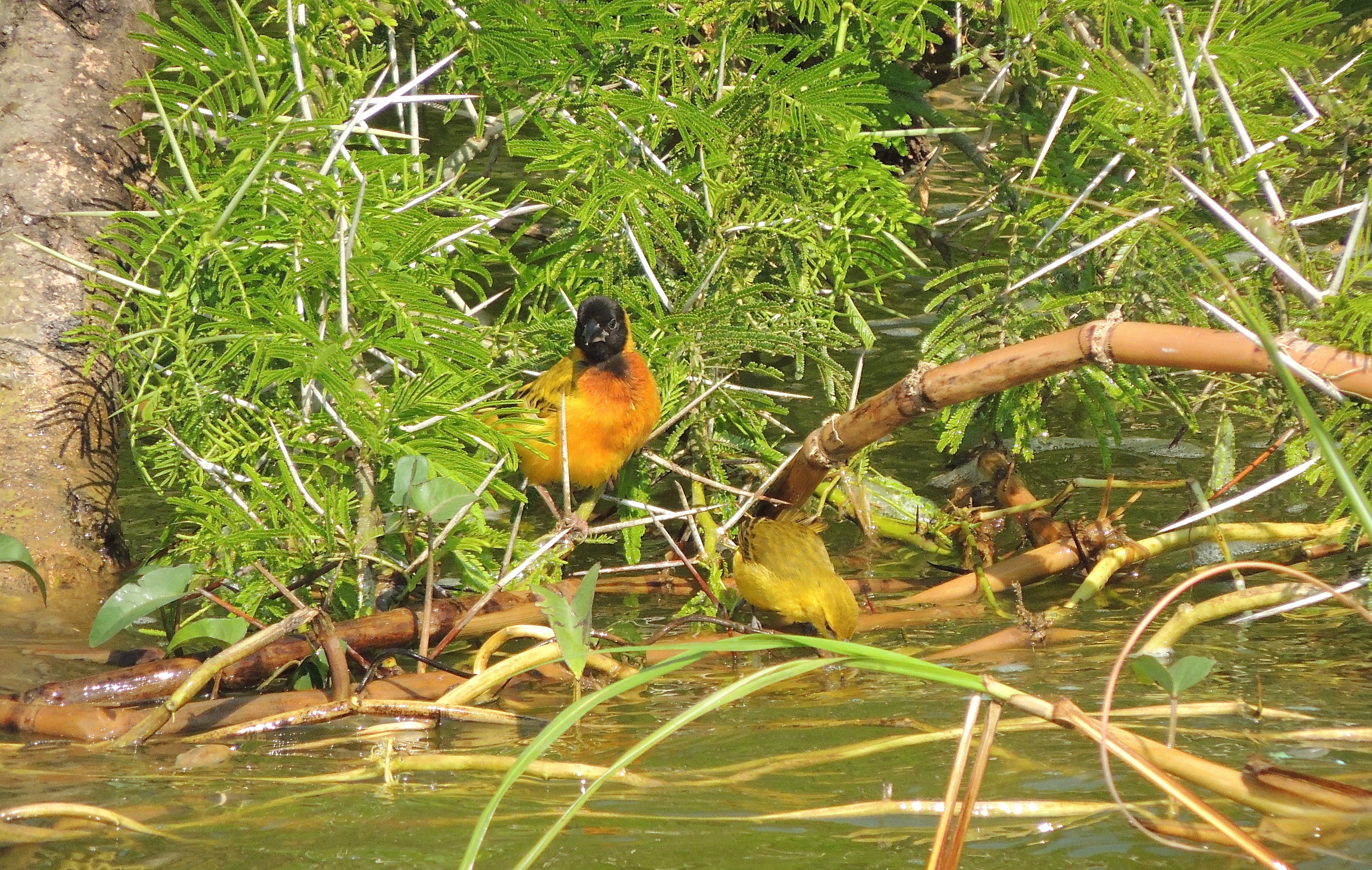 Black-headed Weaver