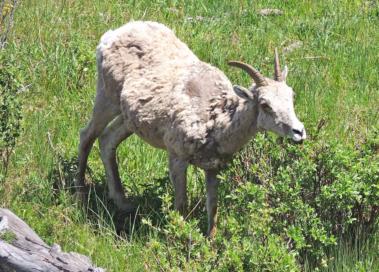 Bighorn Sheep