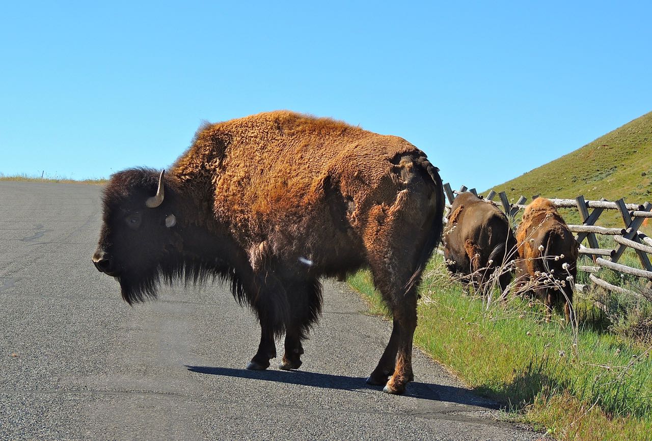 American Bison