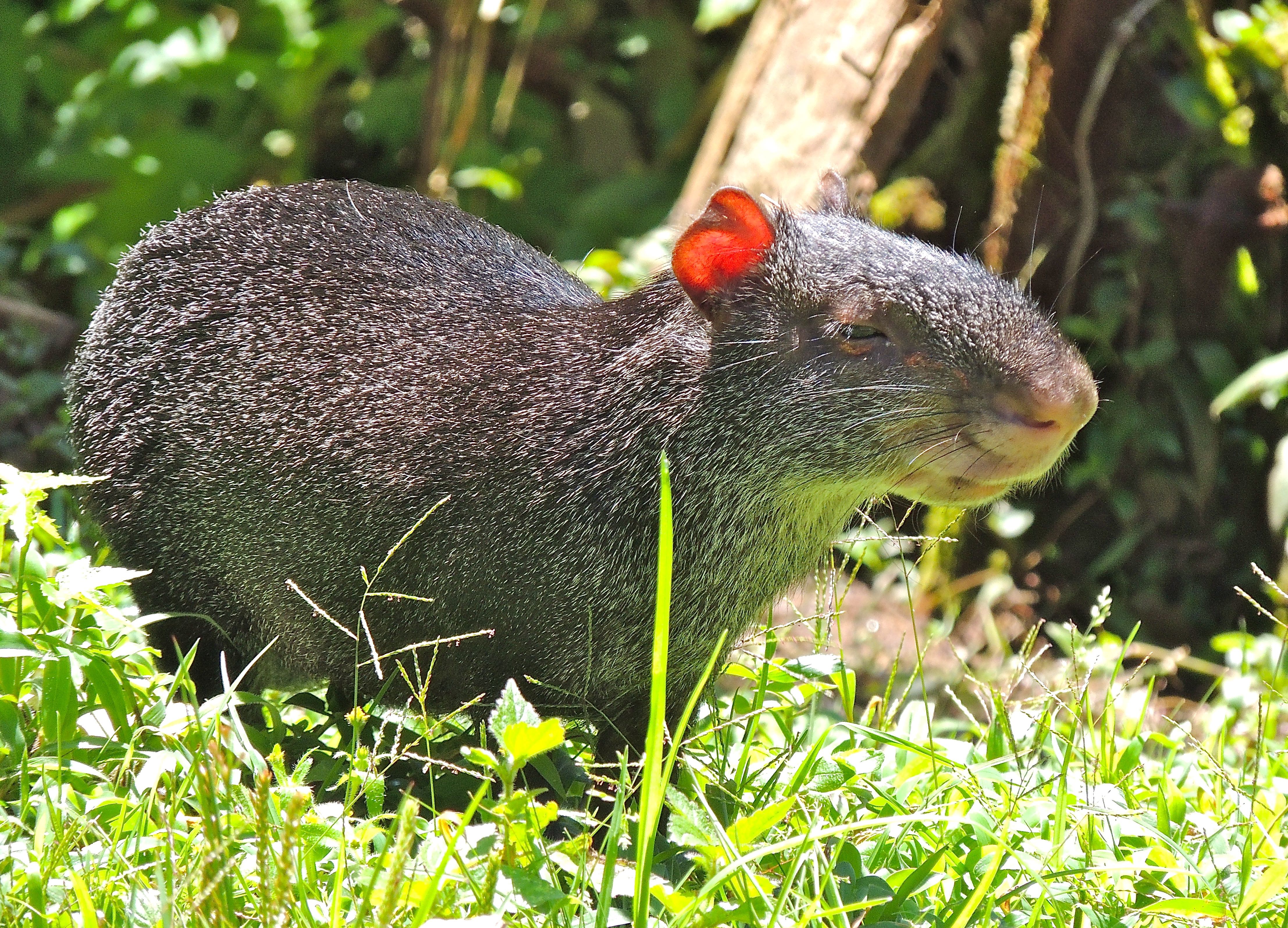 Black Agouti