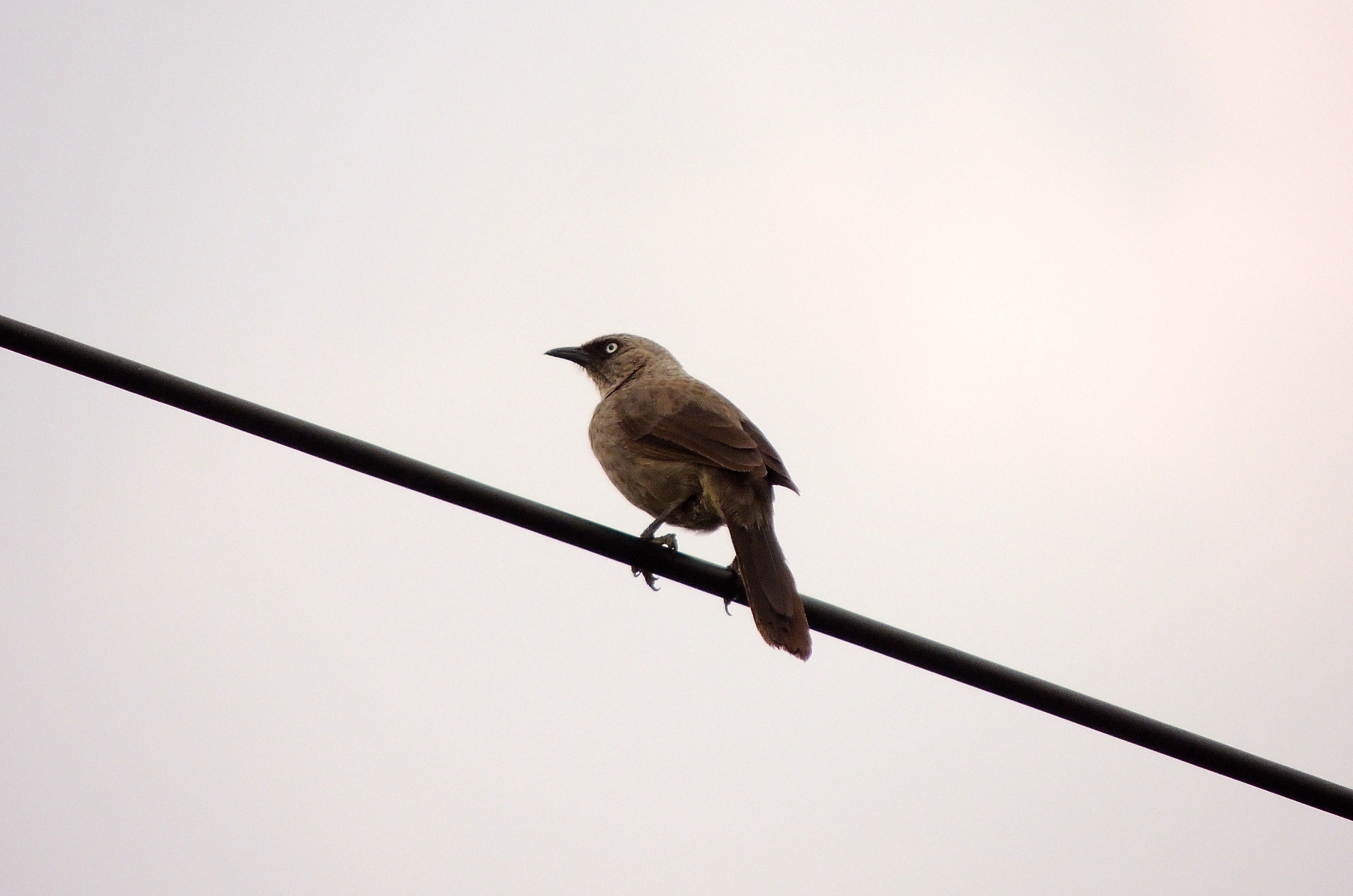 Black-lored Babbler