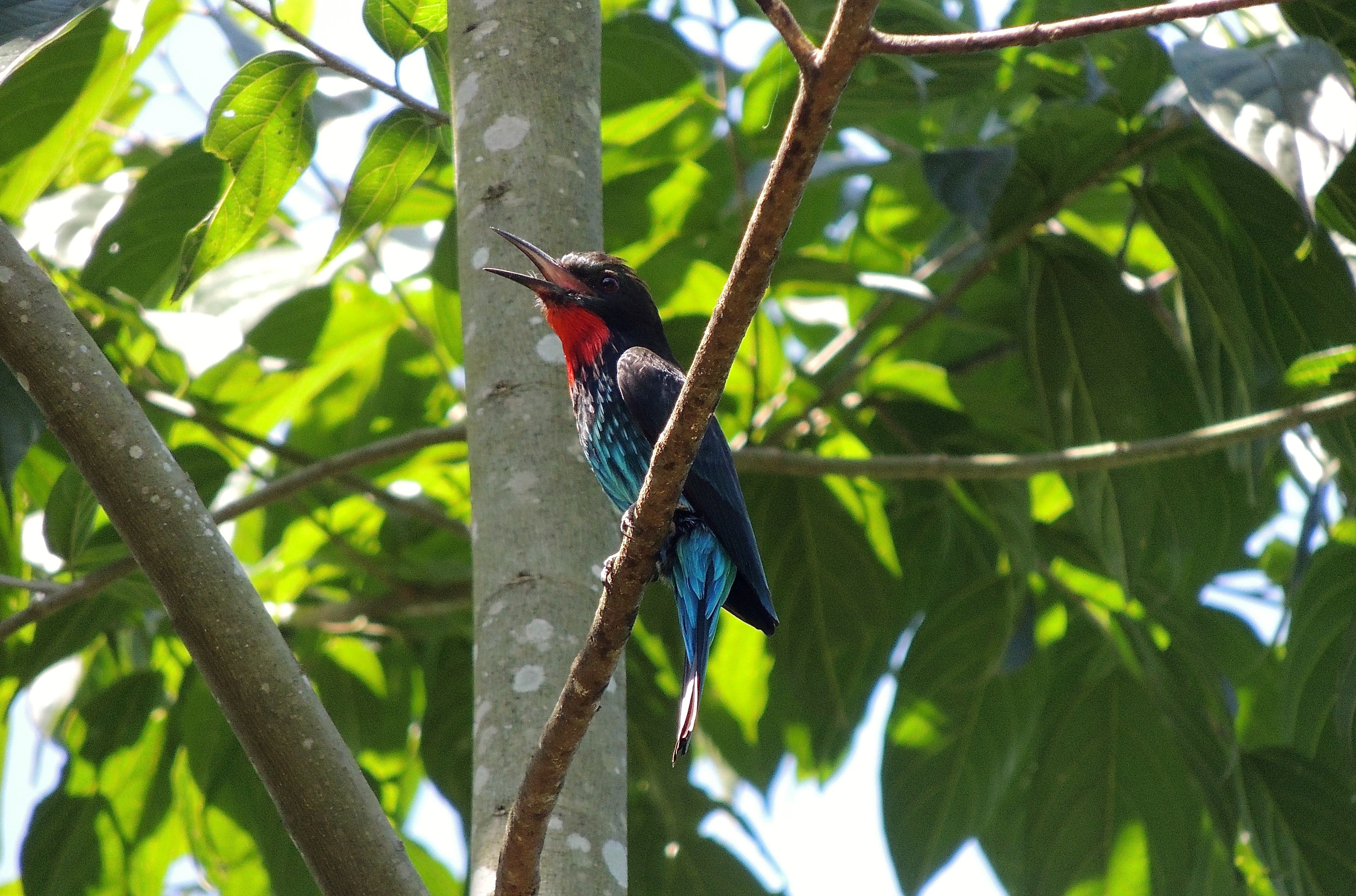 Black Bee-eater