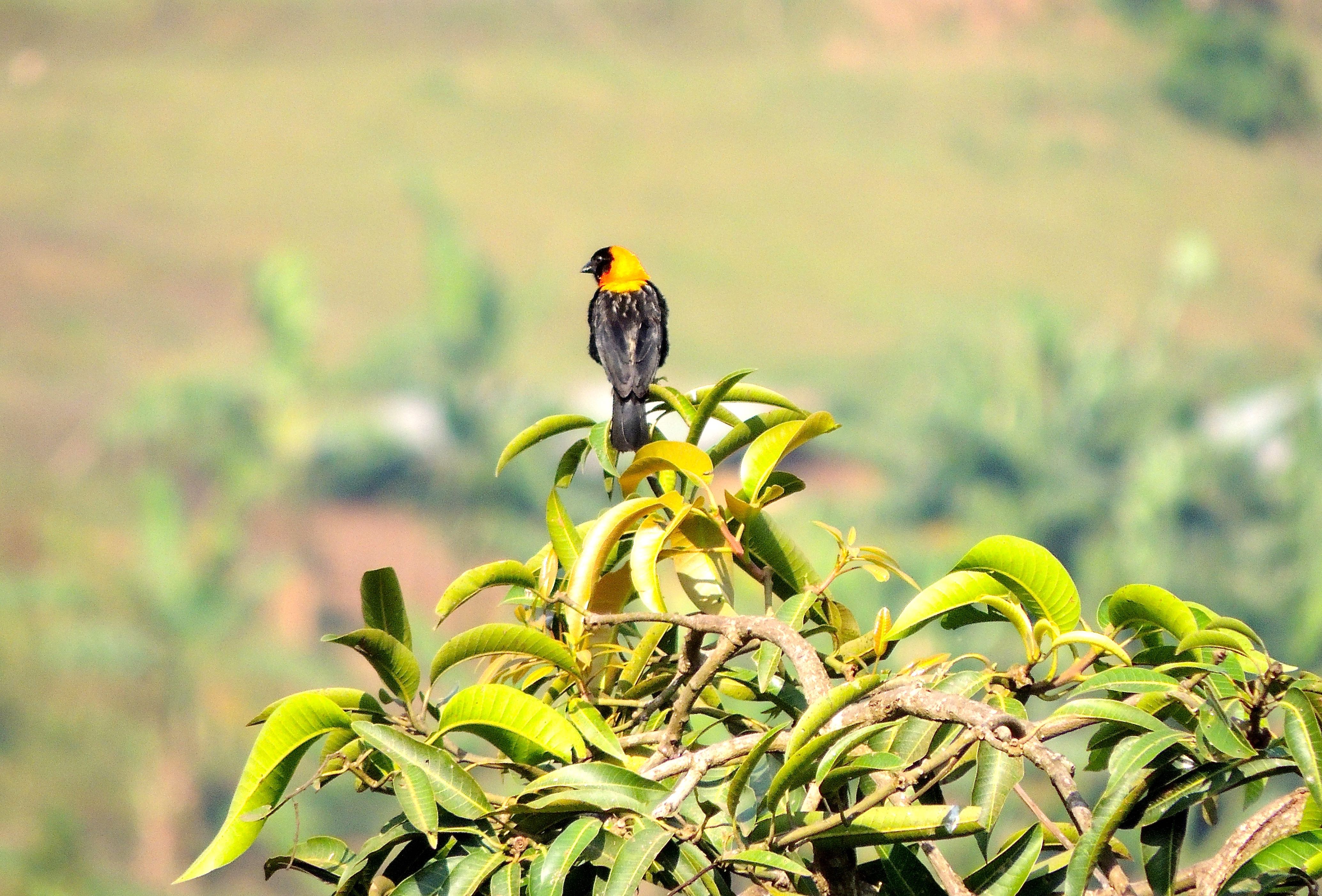 Black Bishop