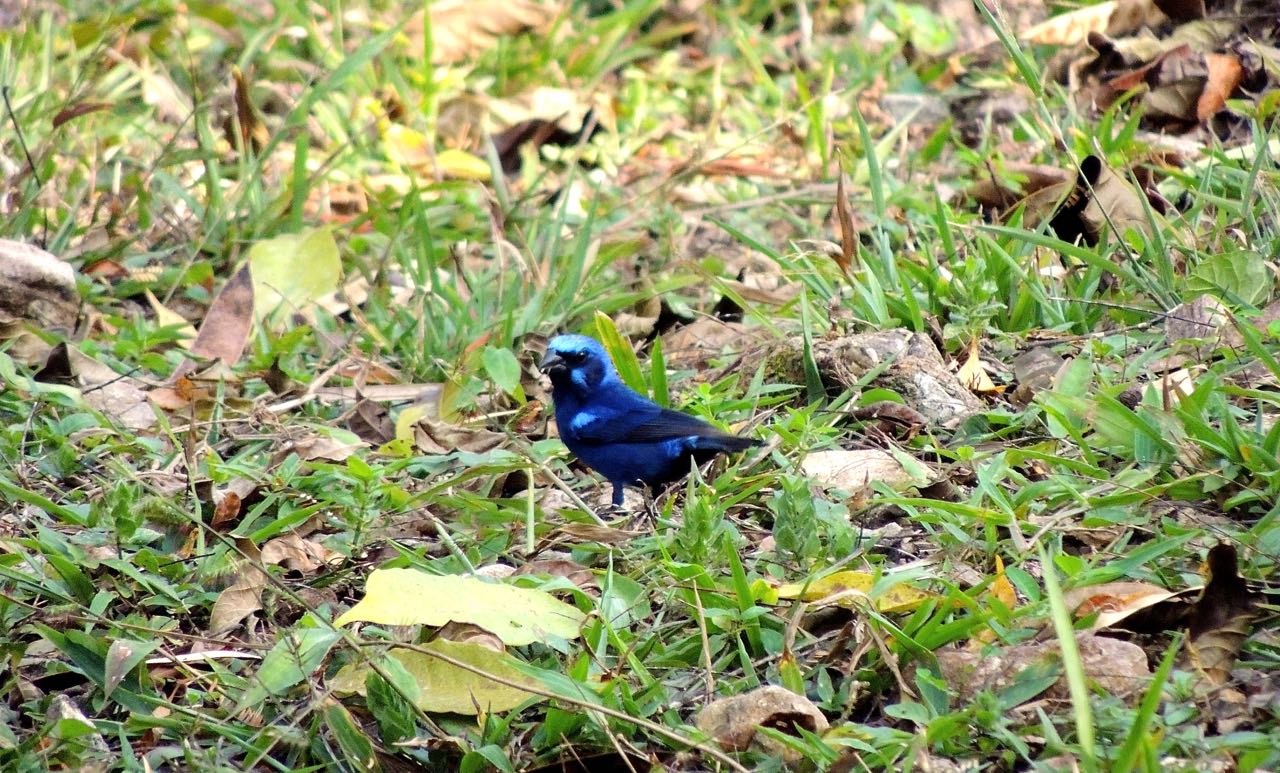 Blue Bunting