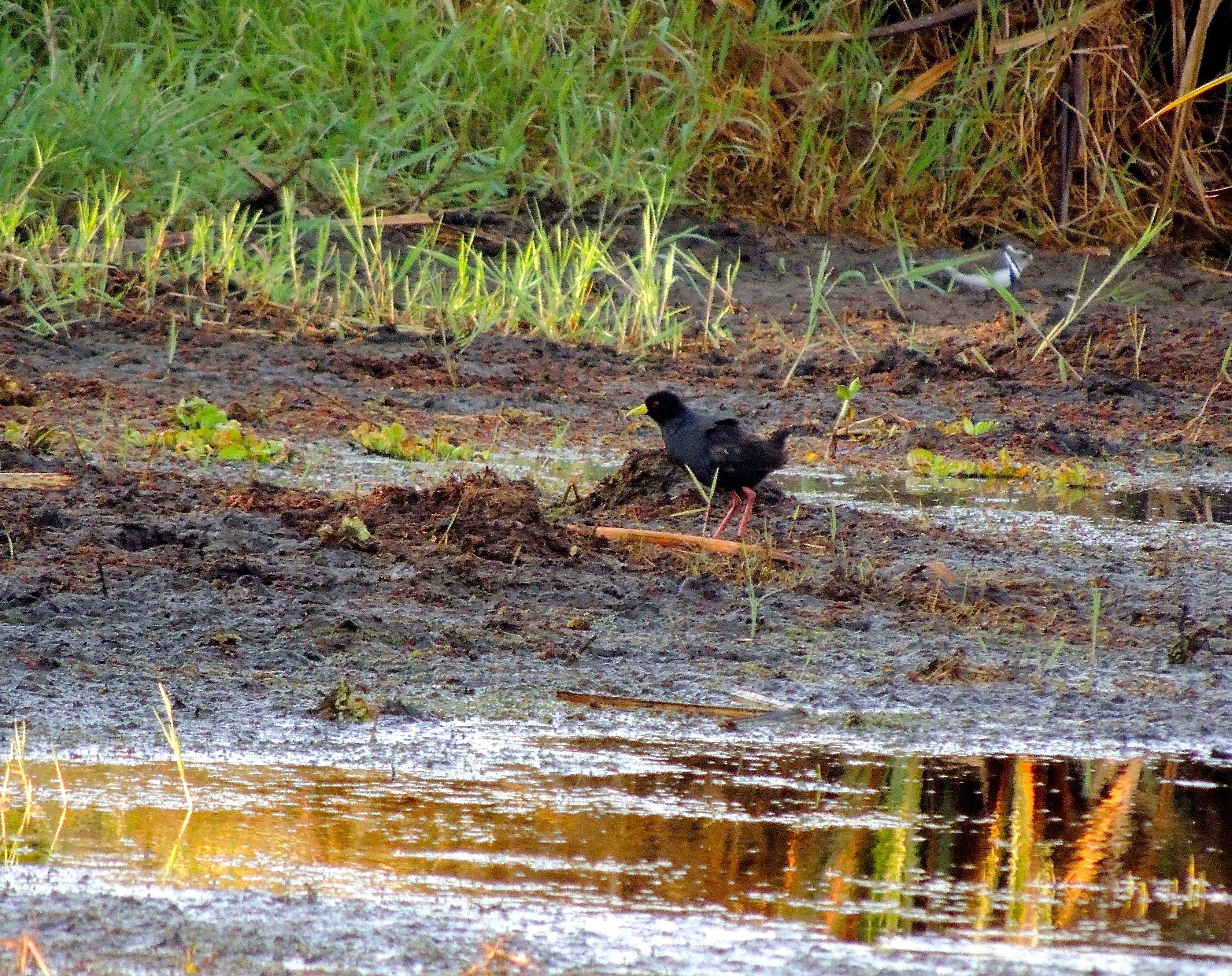 Black Crake