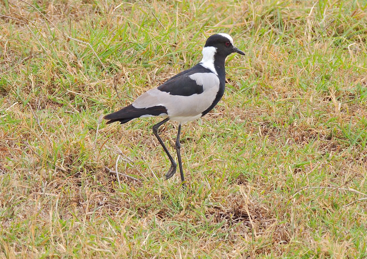 Blacksmith Lapwing