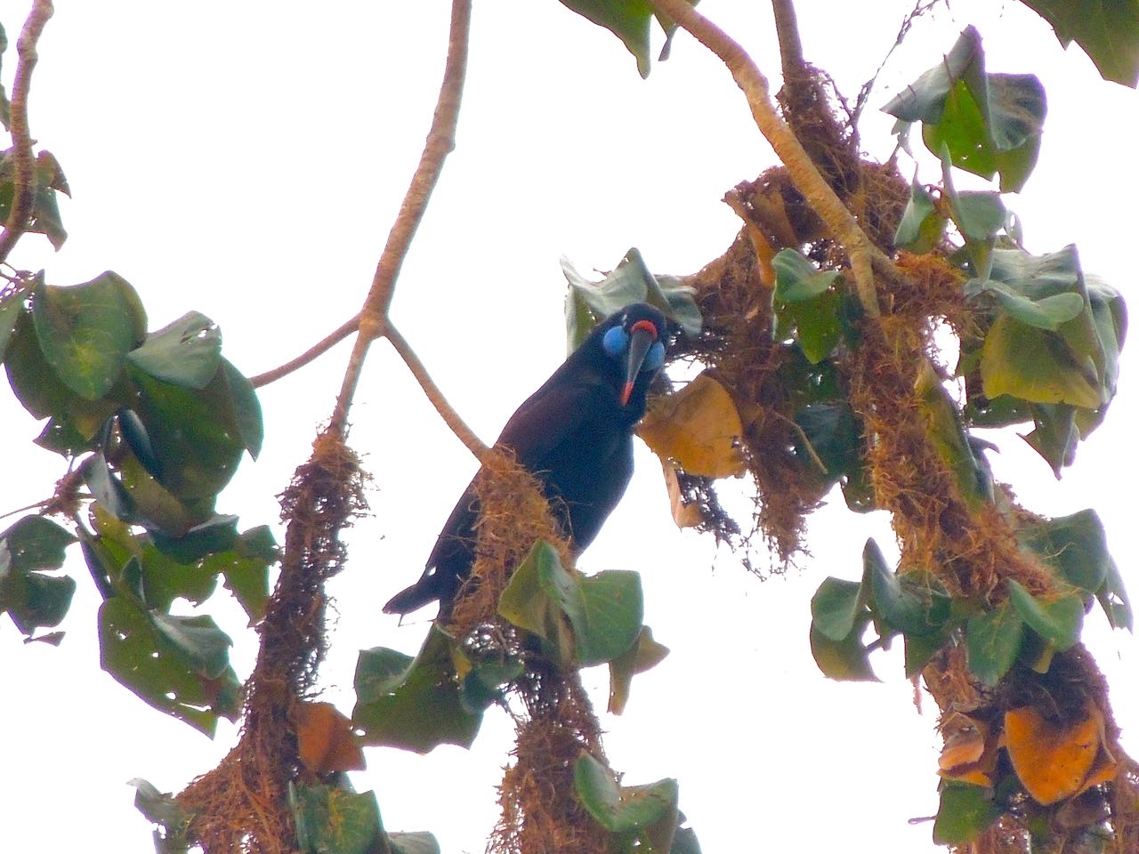 Black Oropendola