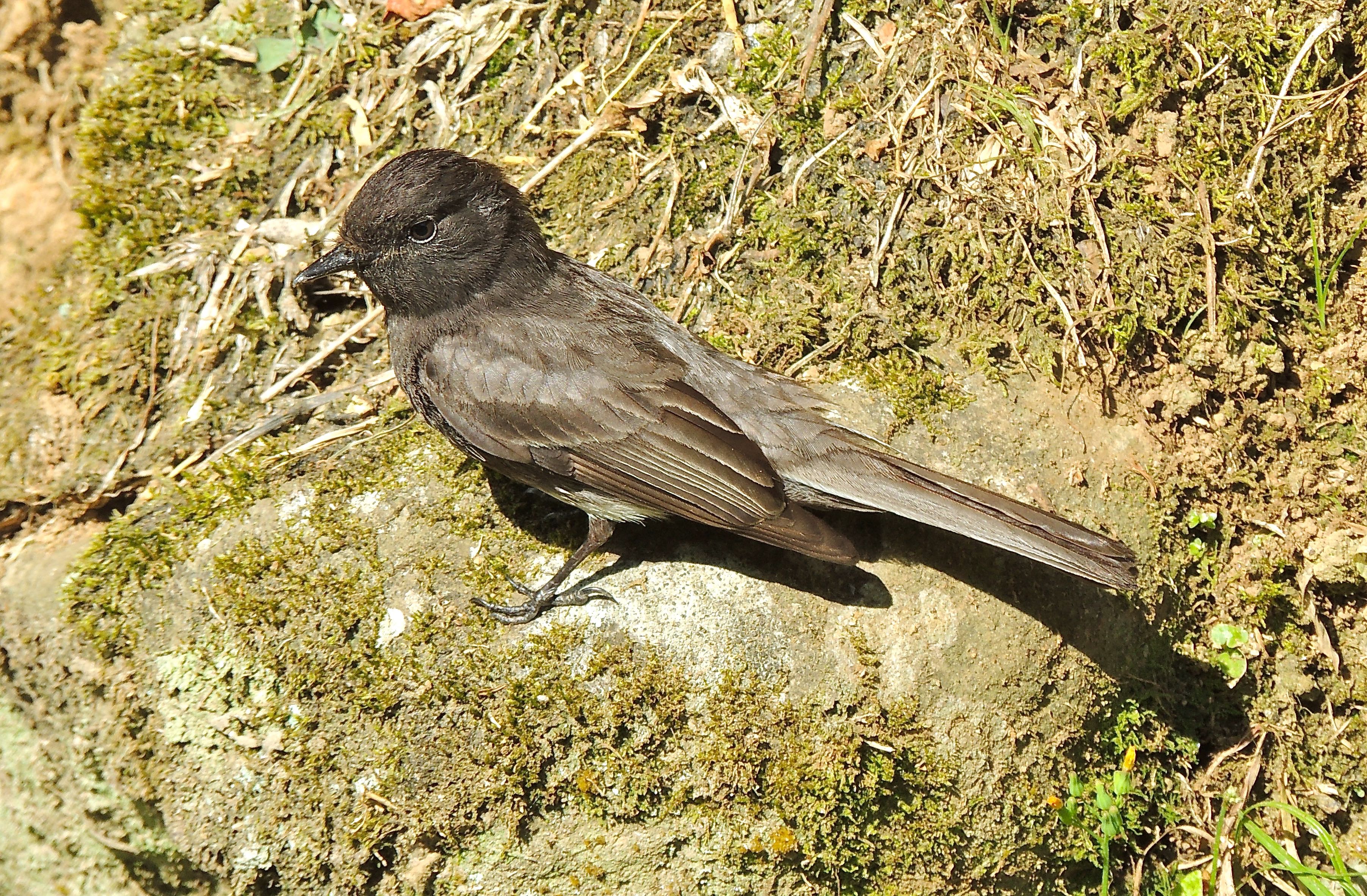 Black Phoebe