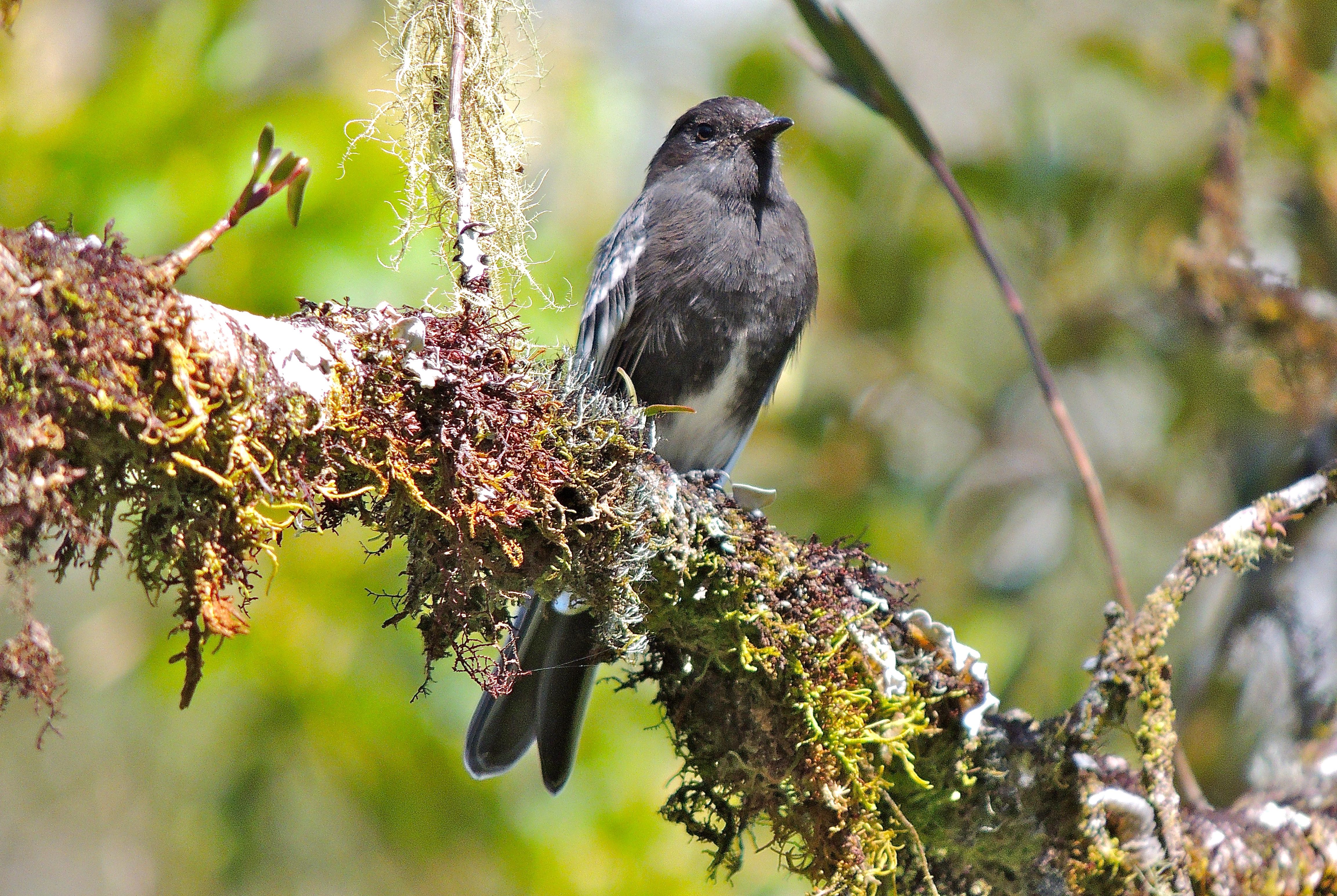 Black Phoebe