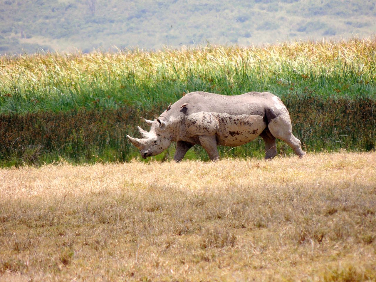 Black Rhinoceros