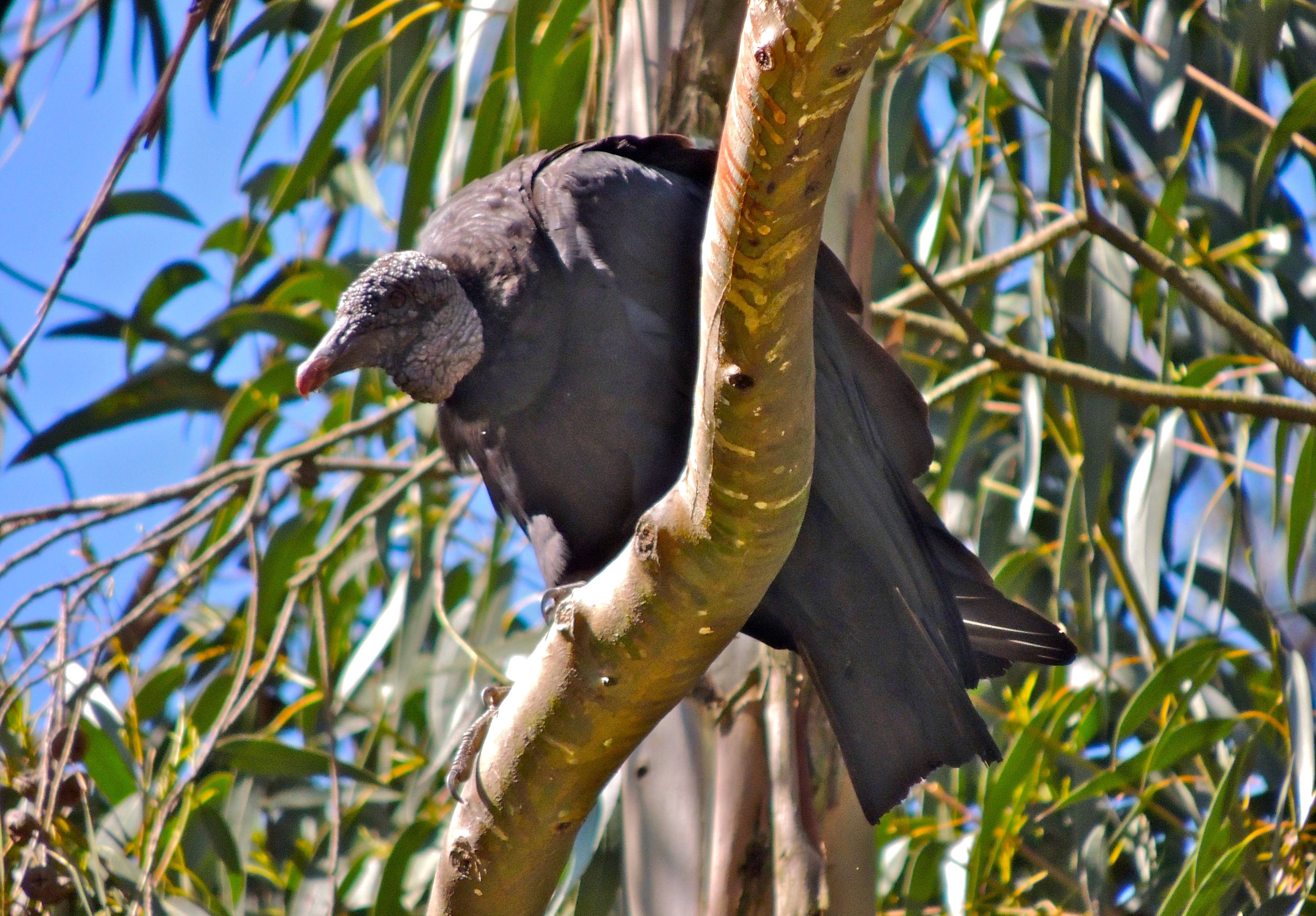 Black Vulture