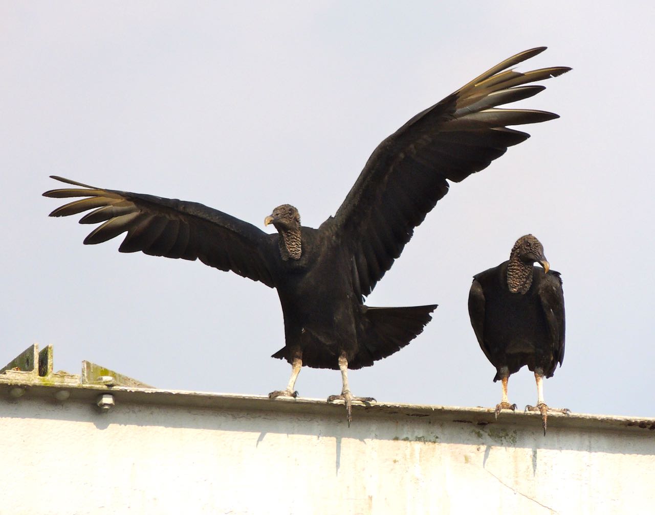 Black Vultures