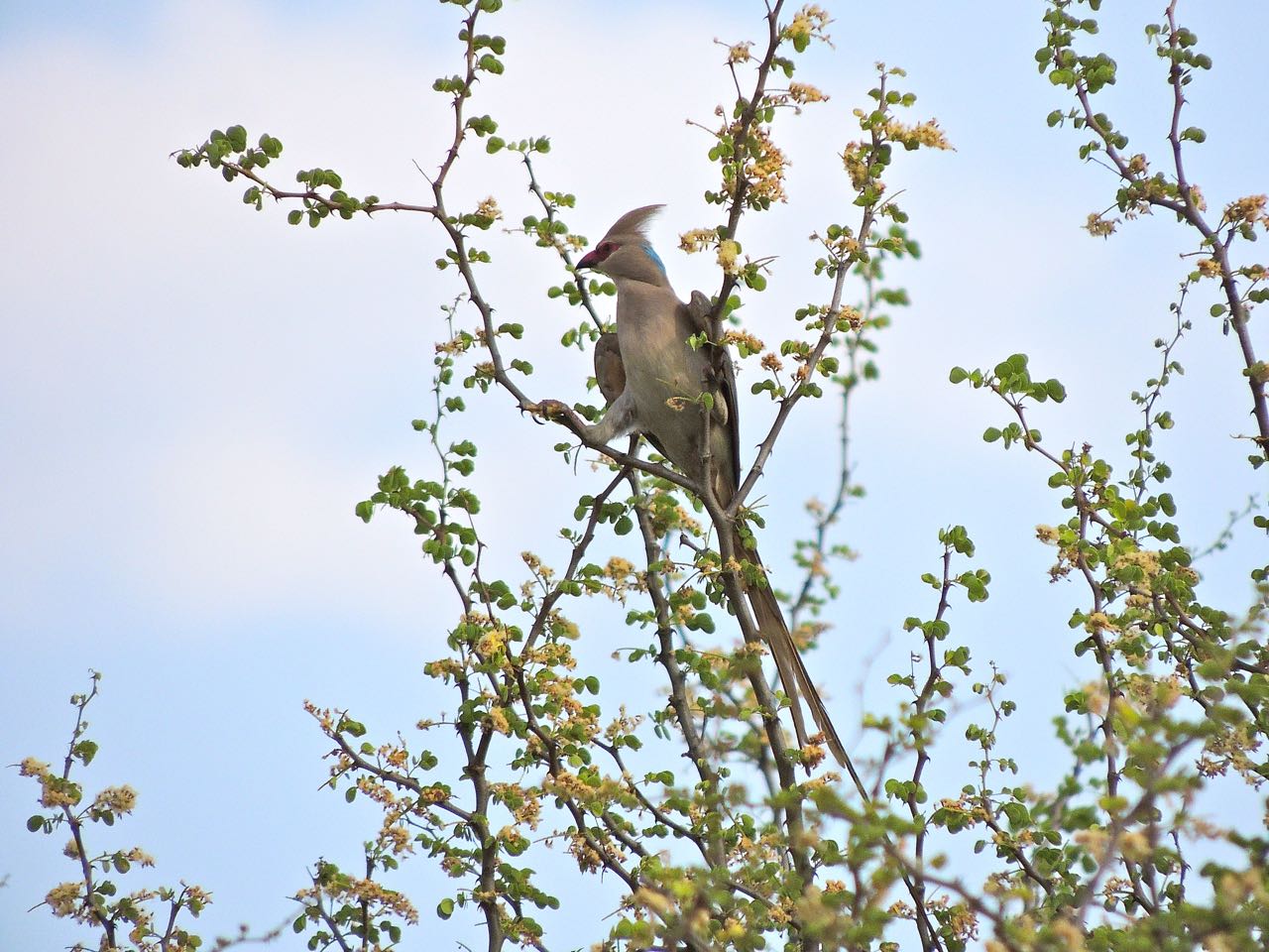 Blue-naped Mousebird