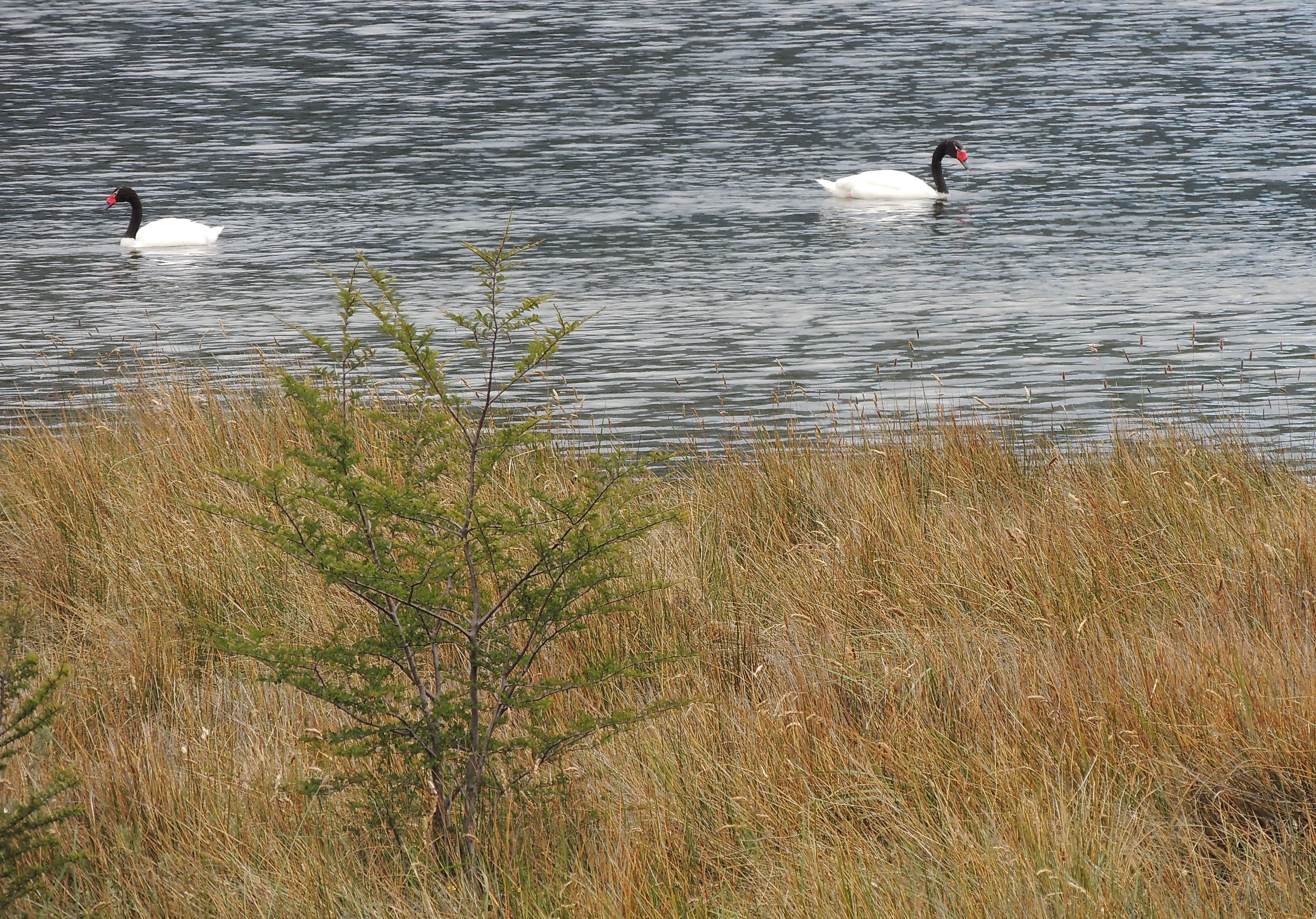 Black-necked Swans