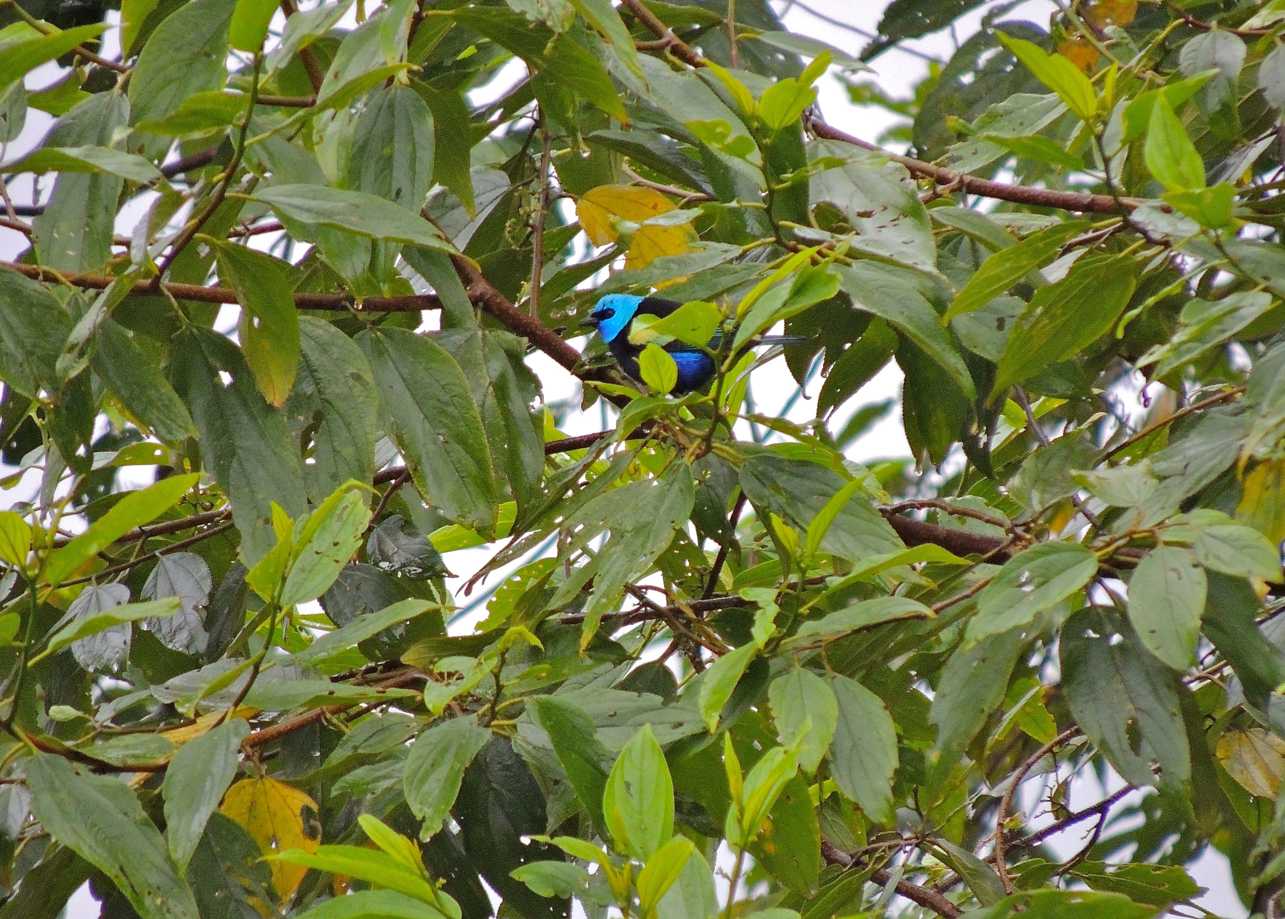 Blue-necked Tanager