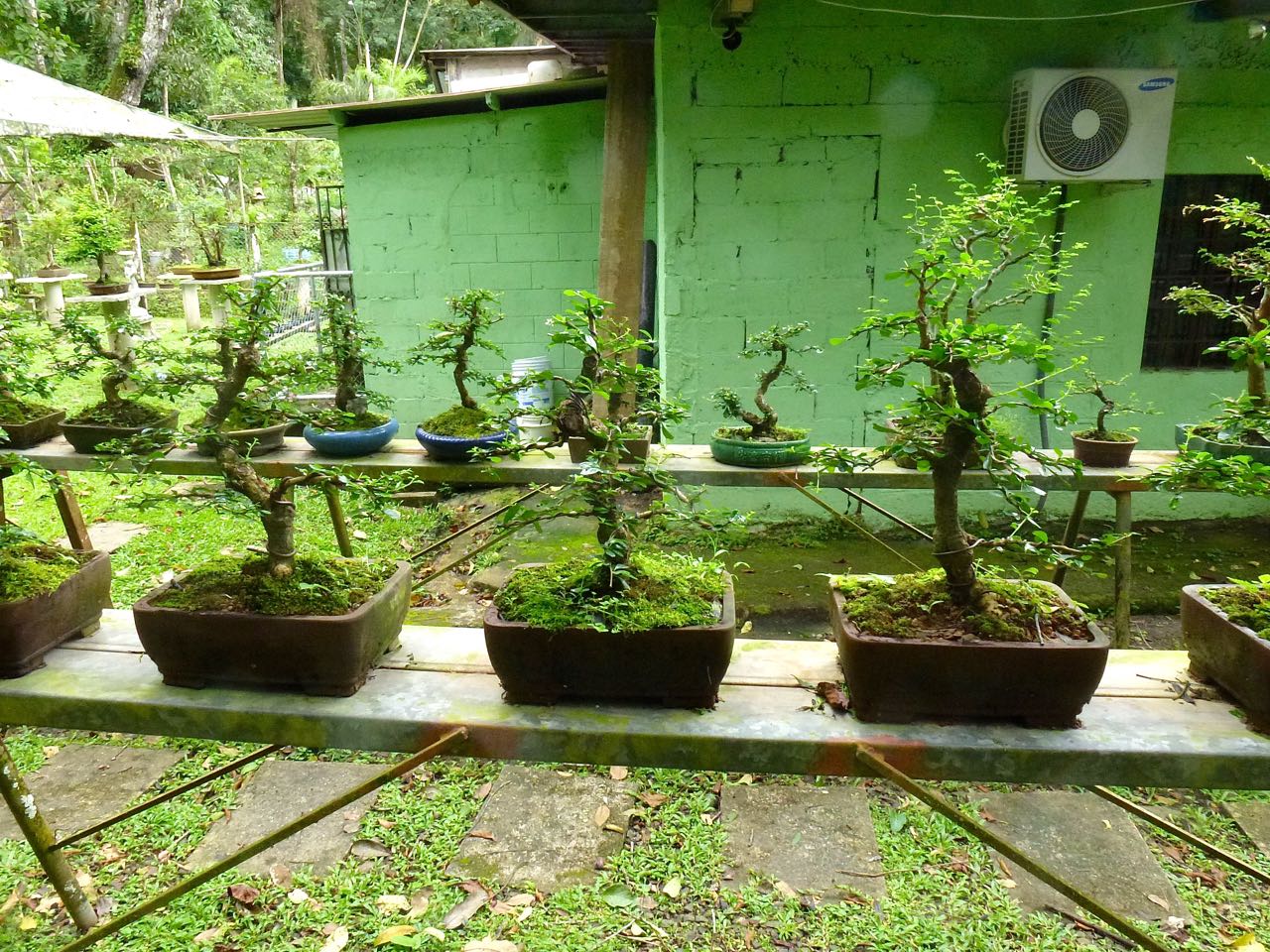 Bonsai Garden