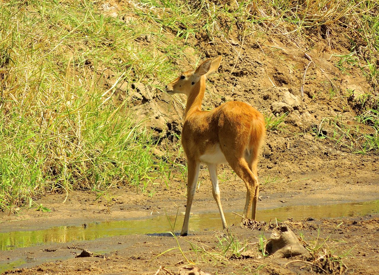 Bohor Reedbuck