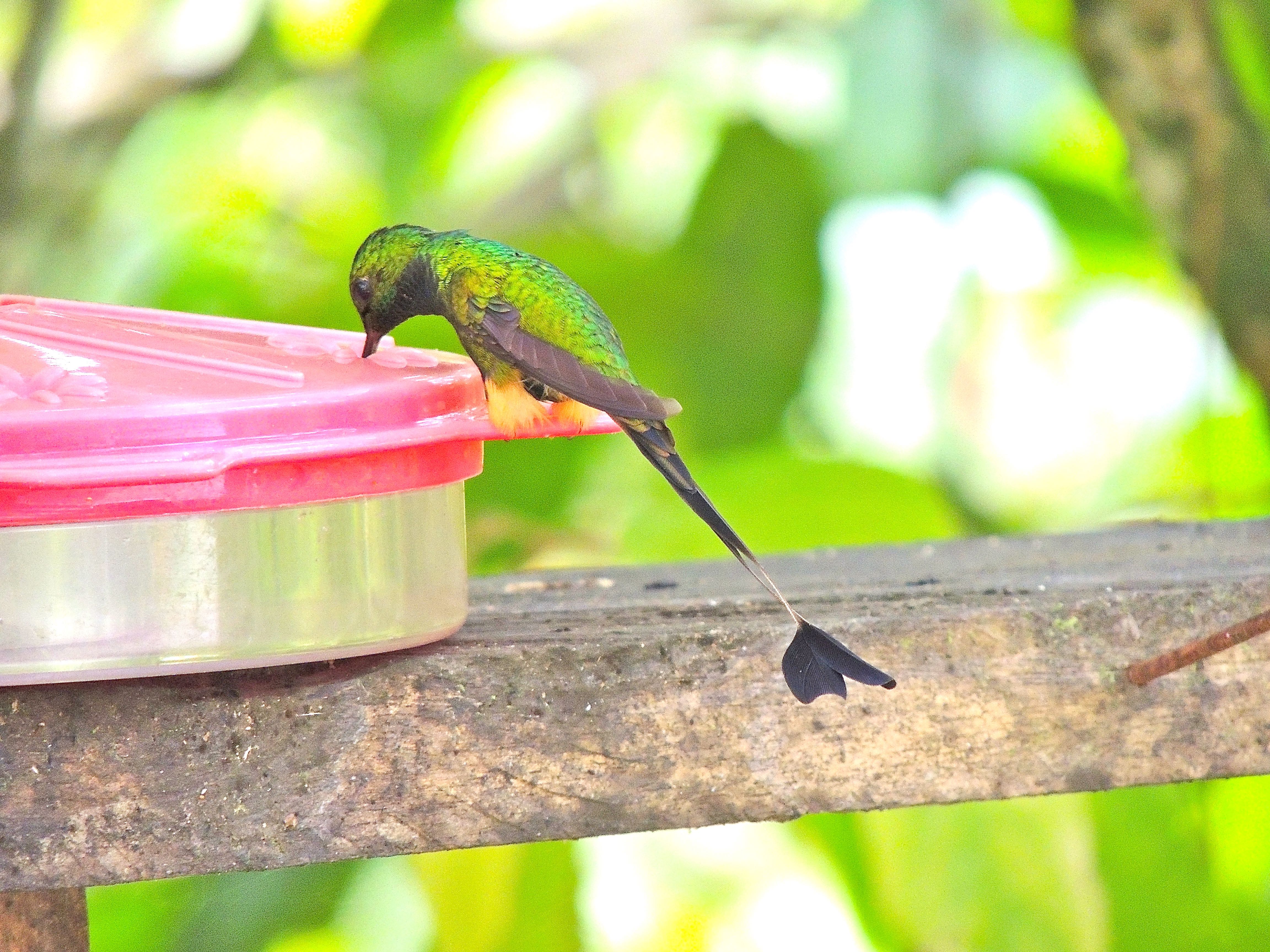 Booted Racket-tail