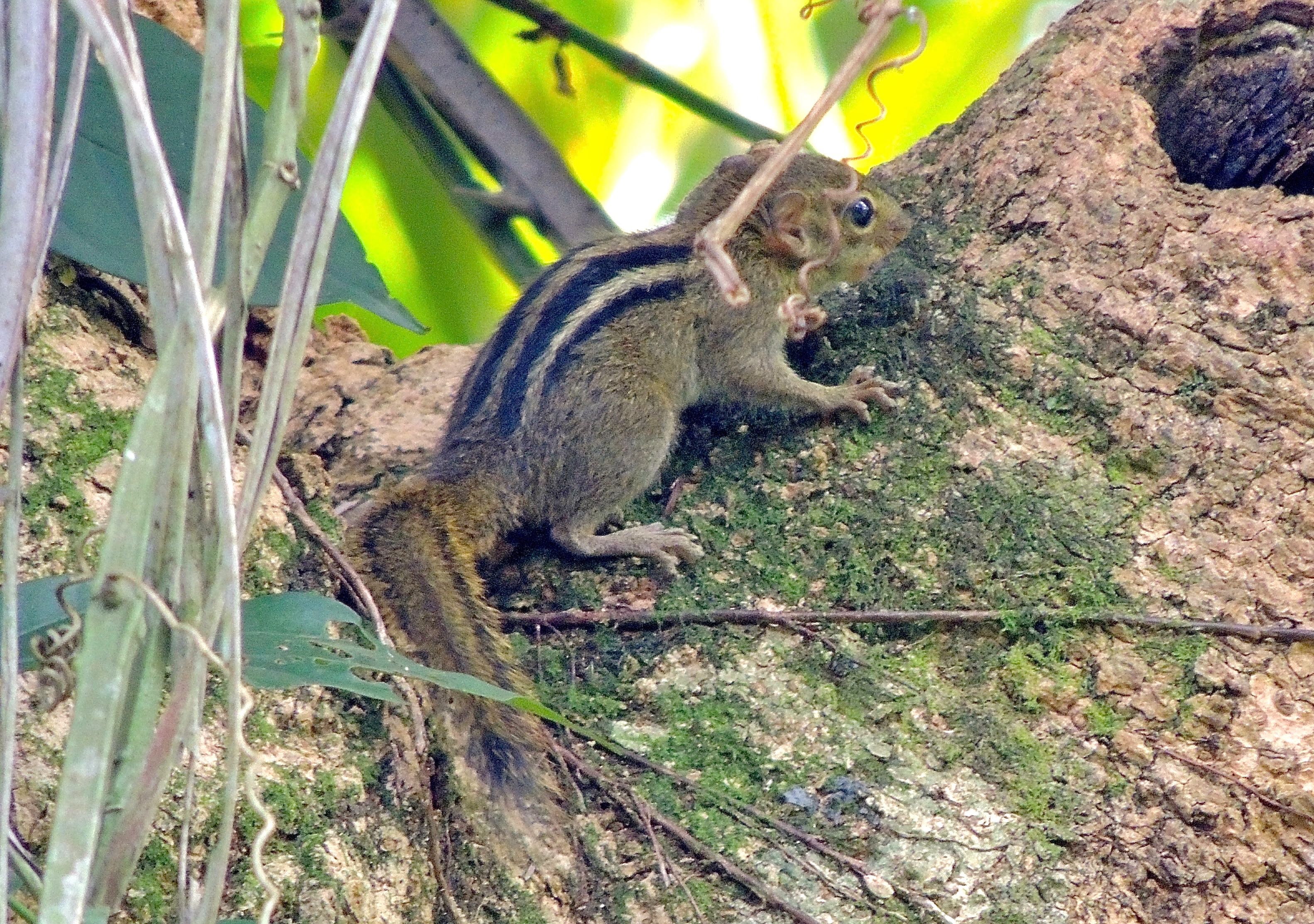 Boehm's Squirrel