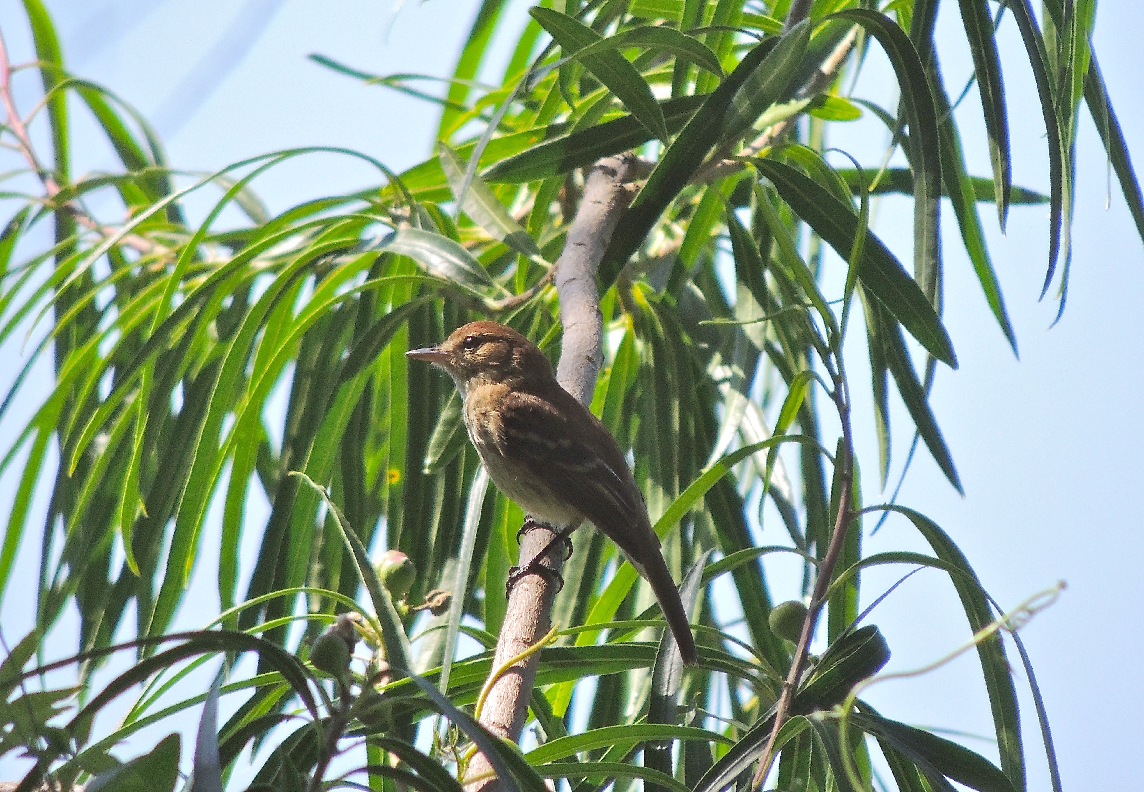 Bran-colored Flycatcher