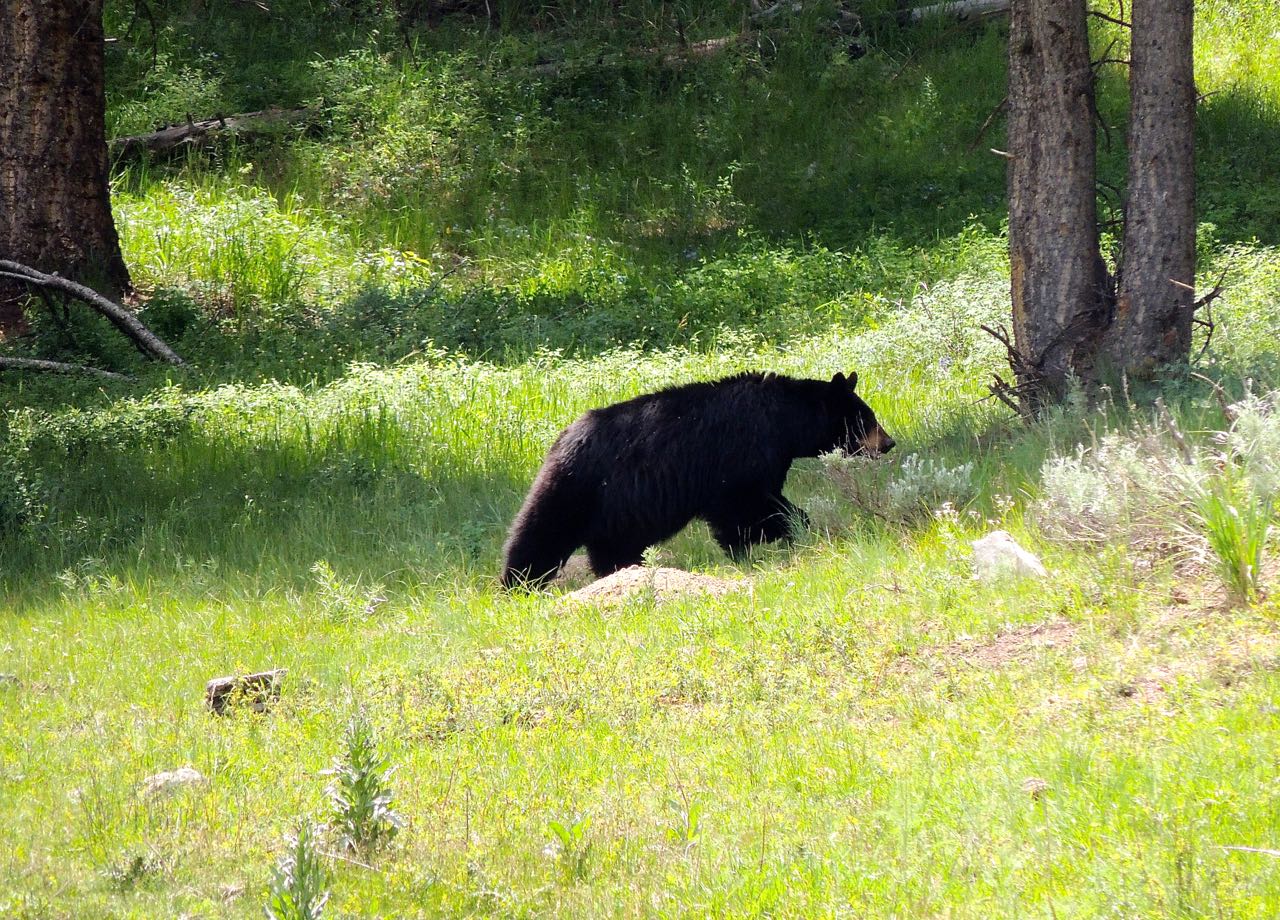 Brown Bear