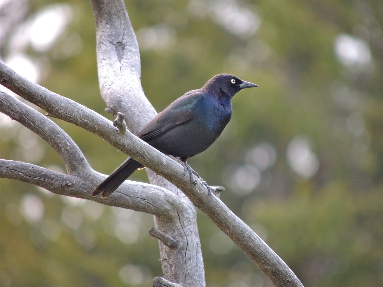 Brewer's Blackbird