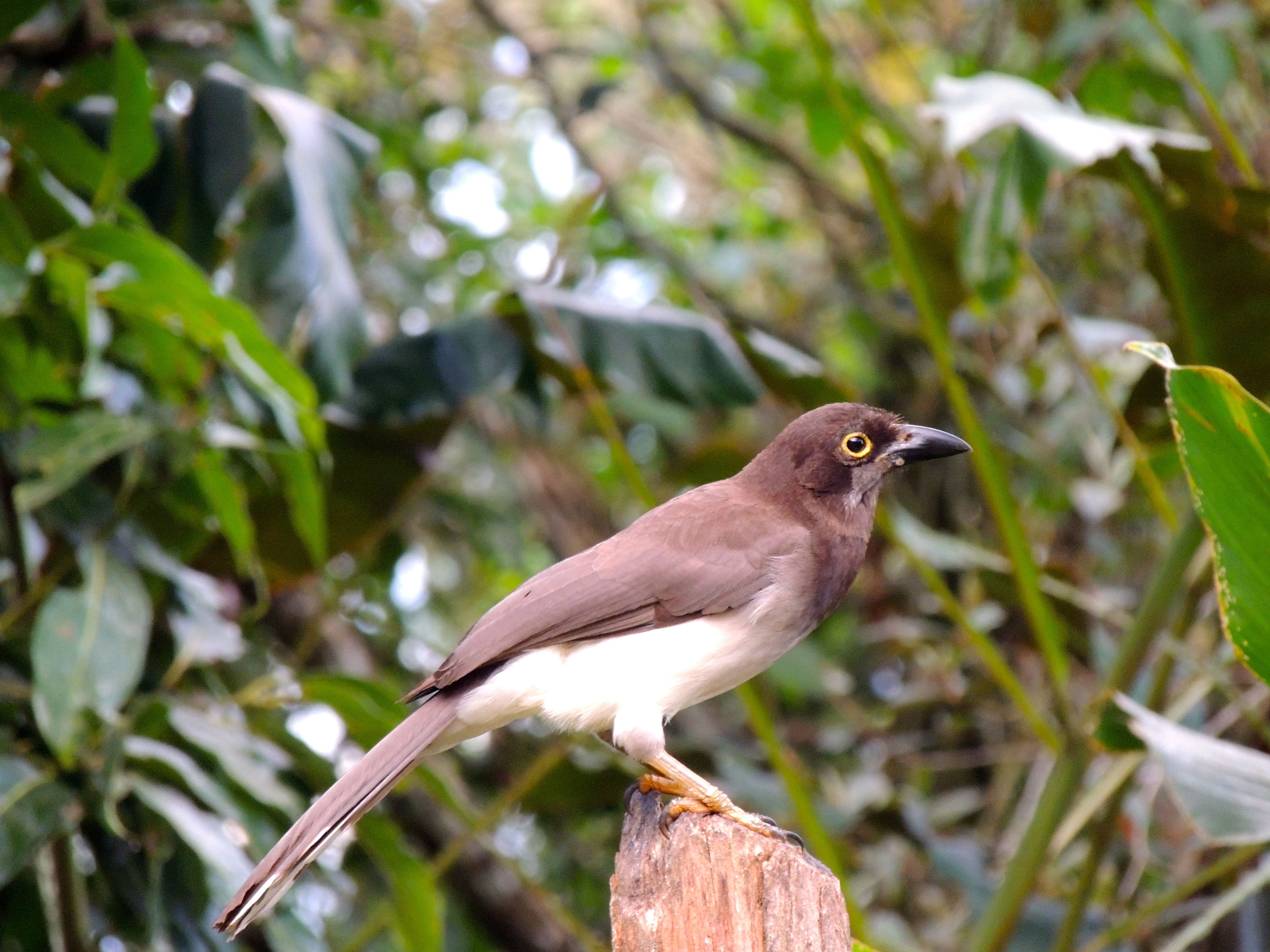 Brown Jay Juvenile