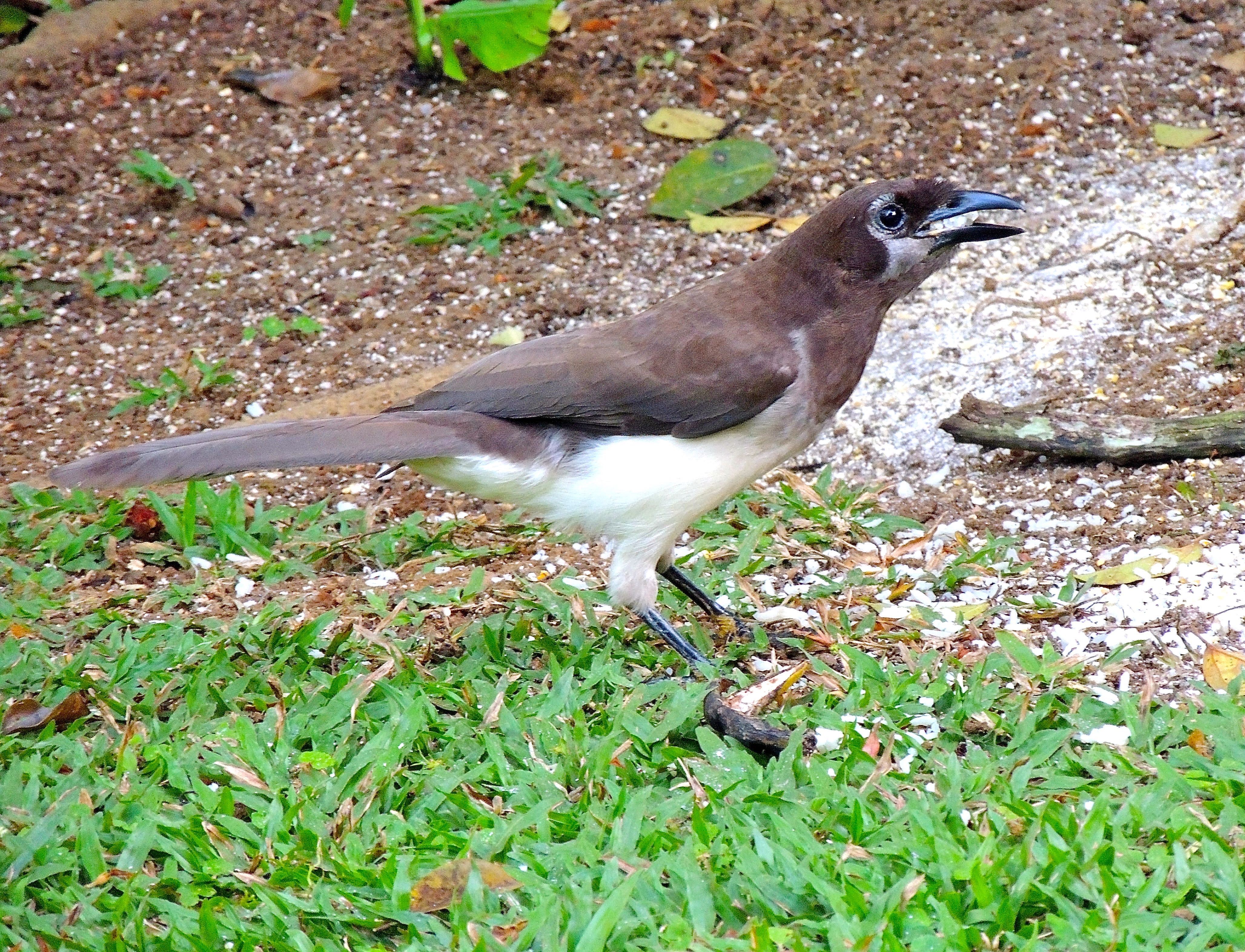 Brown Jay