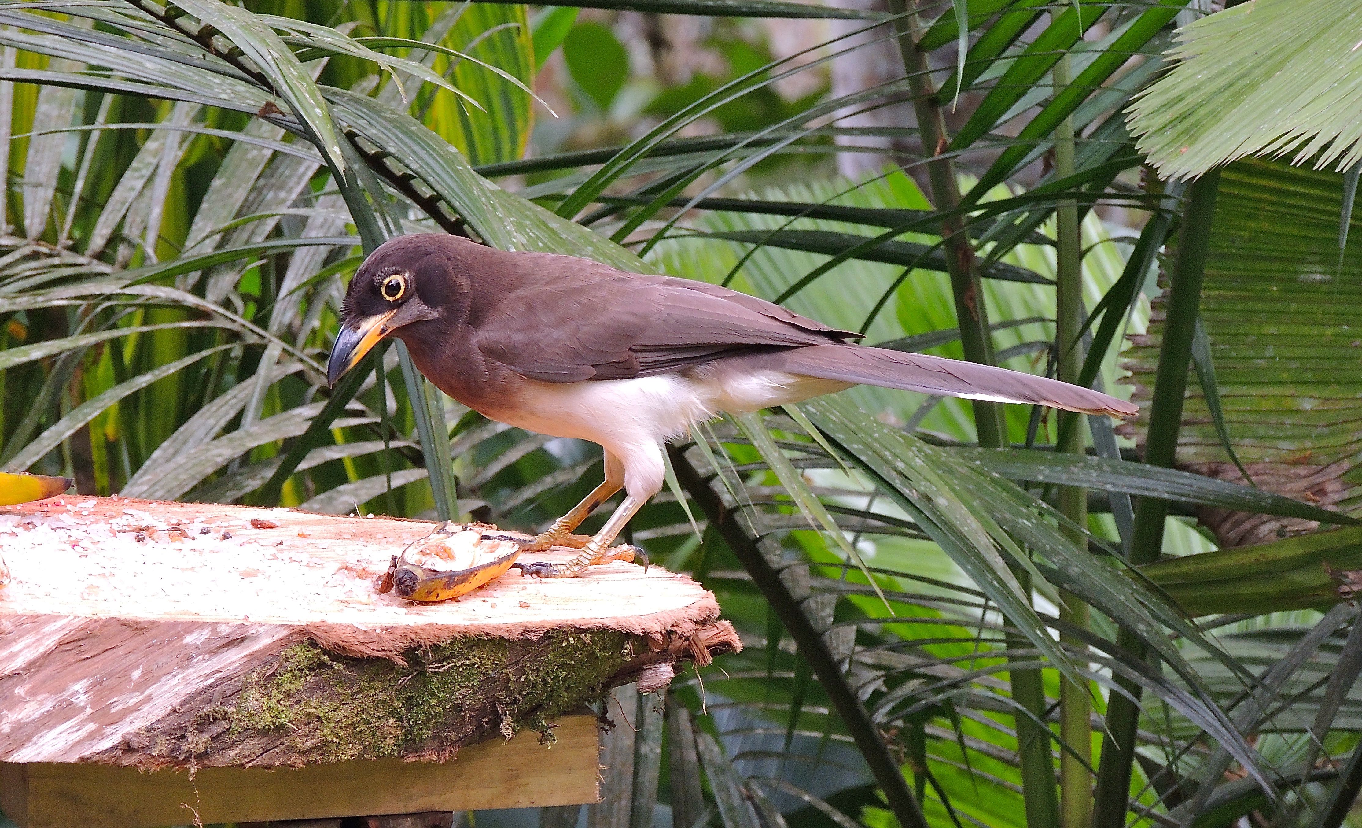 Brown Jay