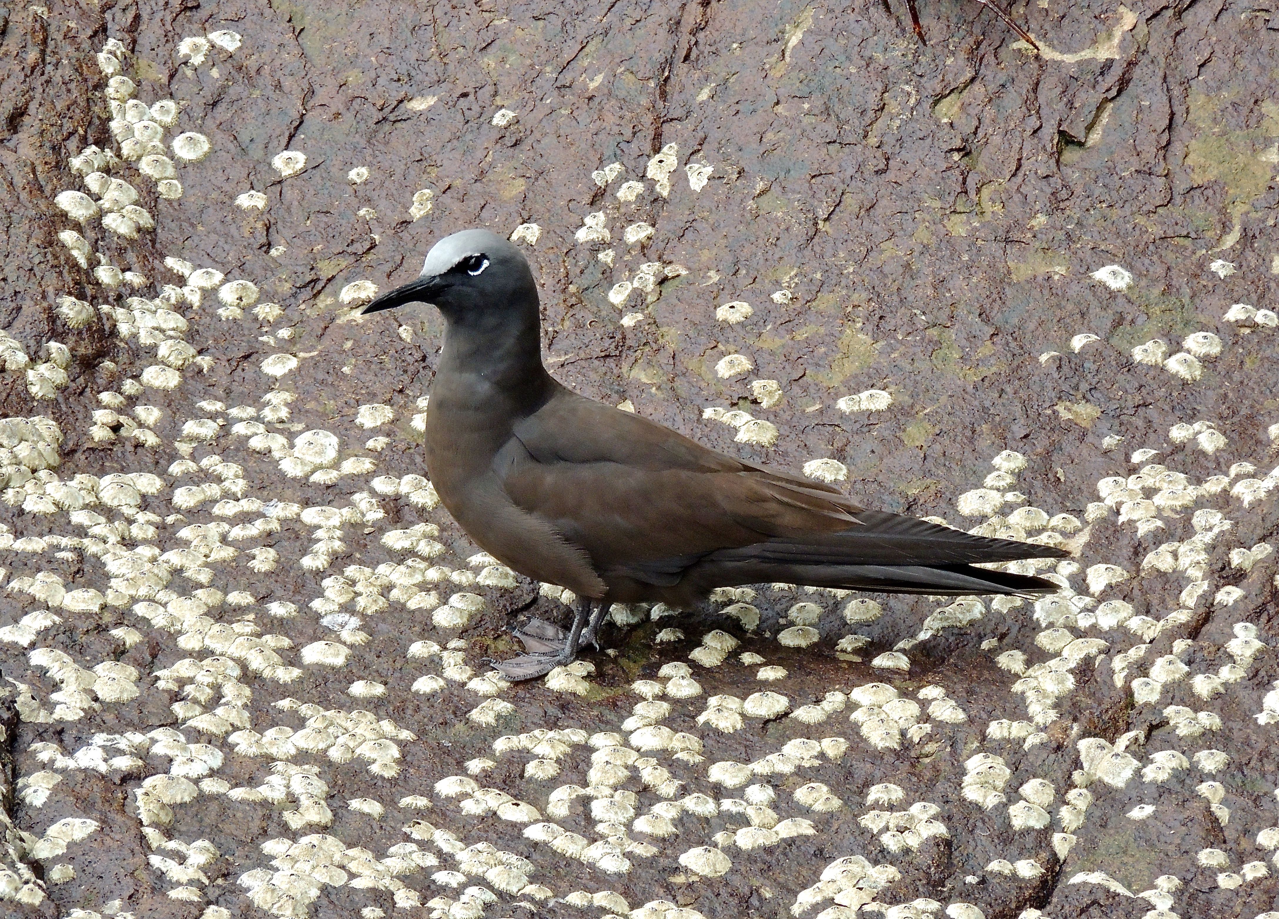 Brown Noddy