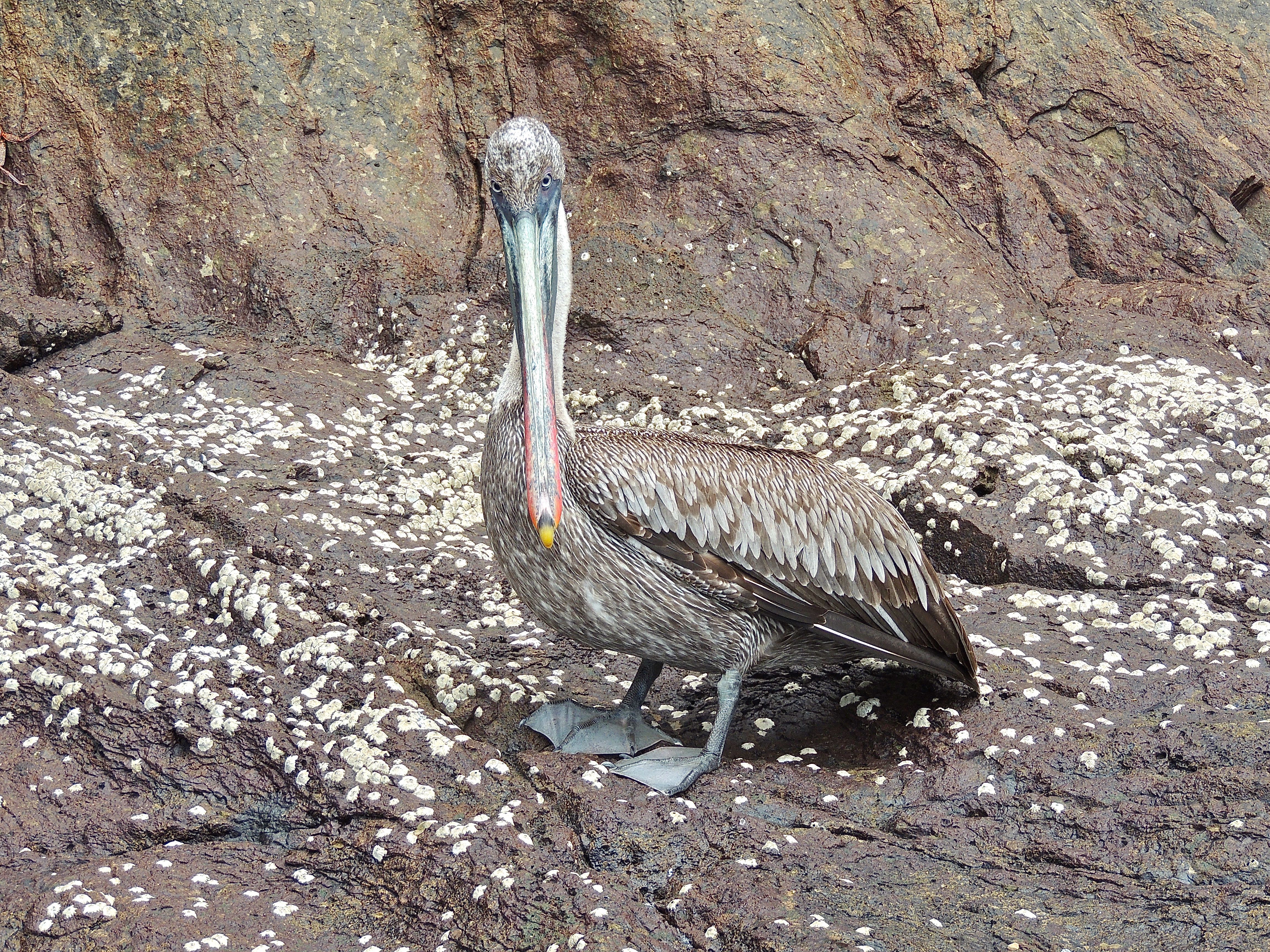 Brown Pelican Adult