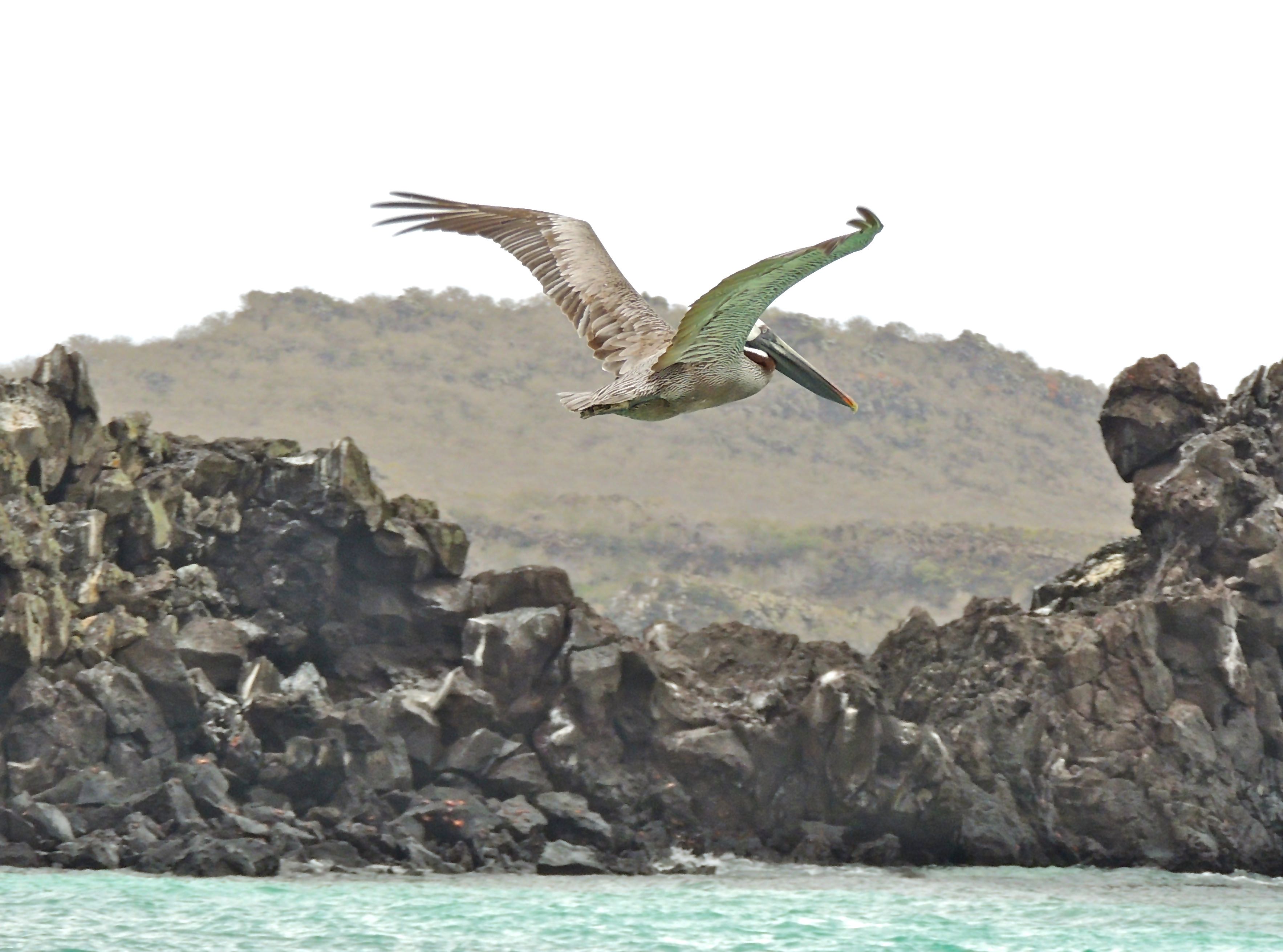 Brown Pelican Adult