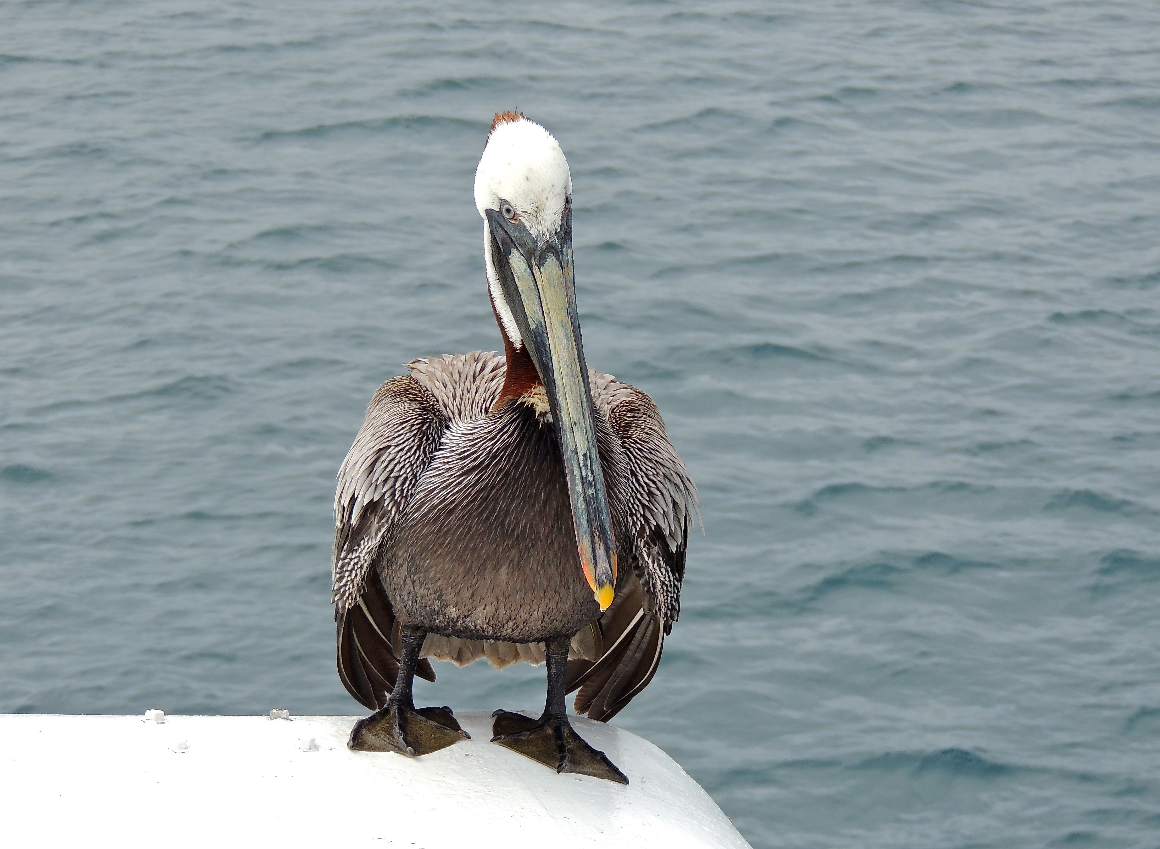 Brown Pelican Adult